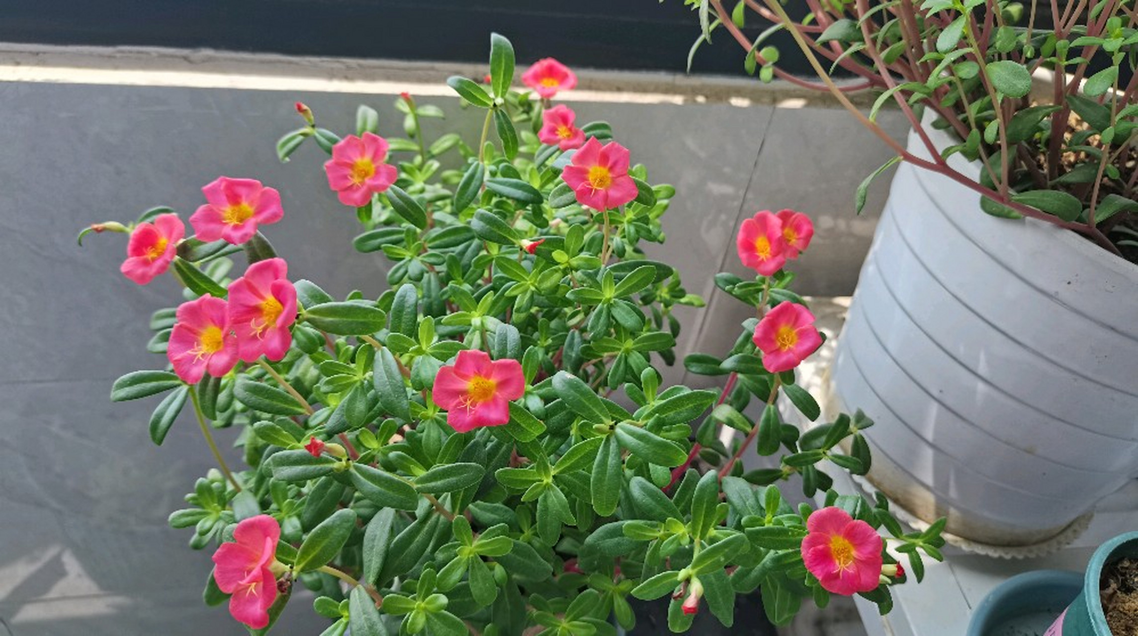 这花怕不是来报恩的吧,路边花池里掐来一枝太阳花,不到一年长这么大了