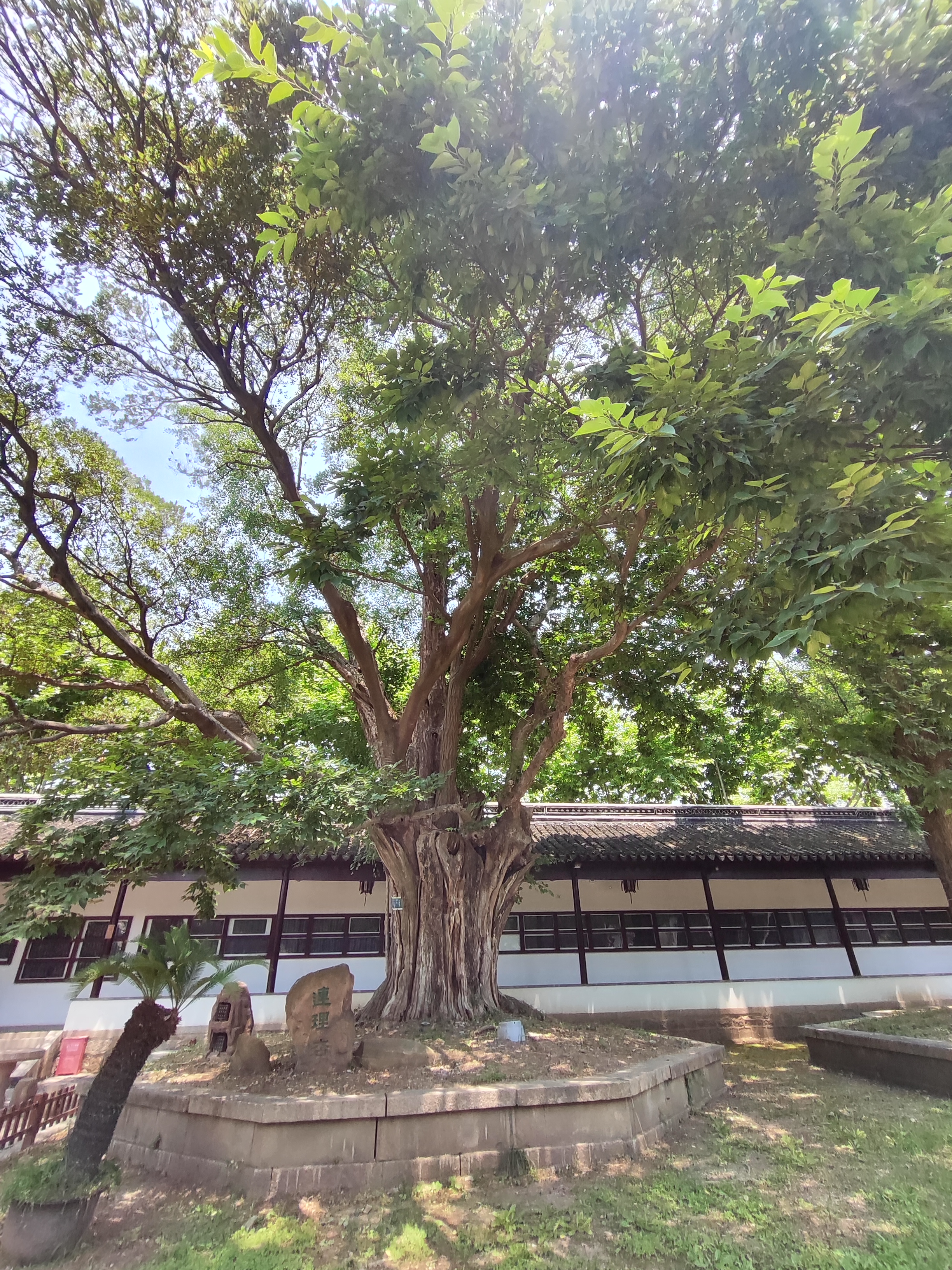 夫子像两侧古树成荫,大成殿两侧碑文介绍诸圣事迹,也可穿古礼服打卡.