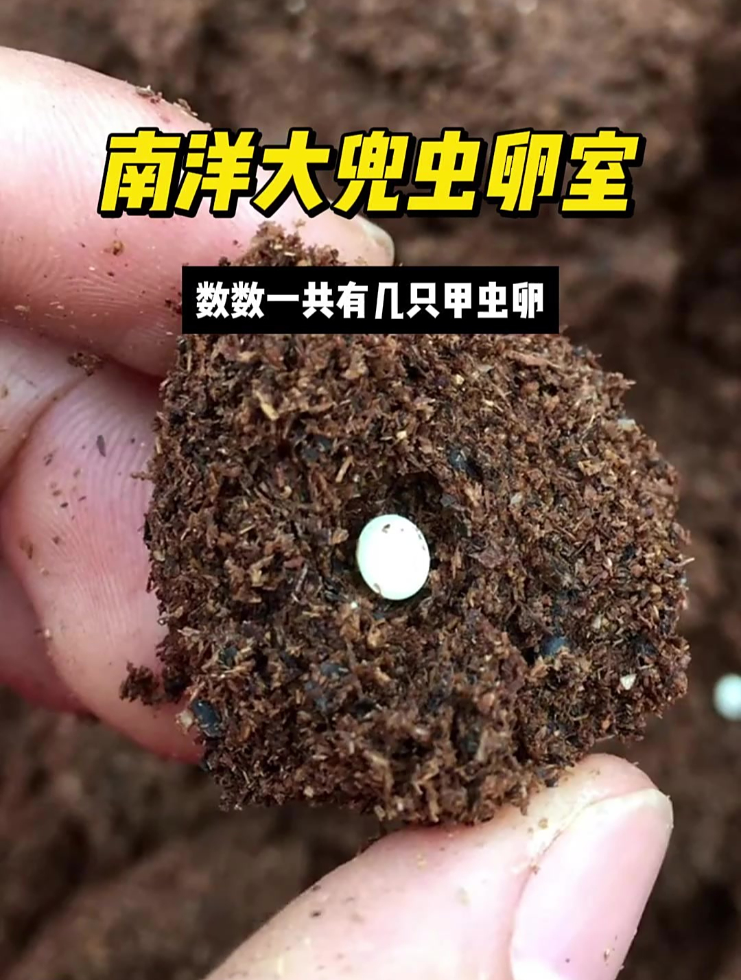 南洋大兜虫卵室,数数一共有几只甲虫卵