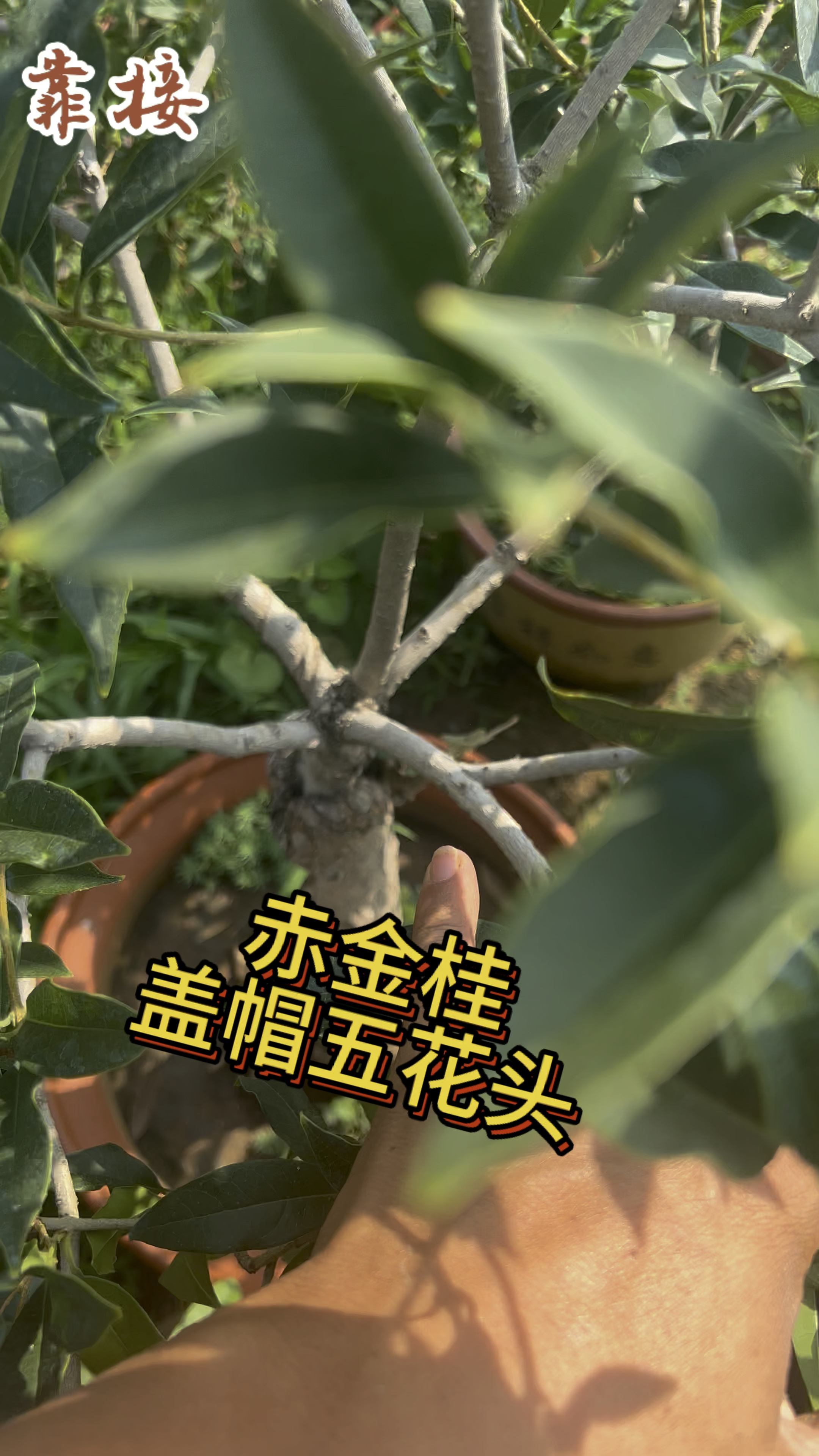 赤金散植物图片