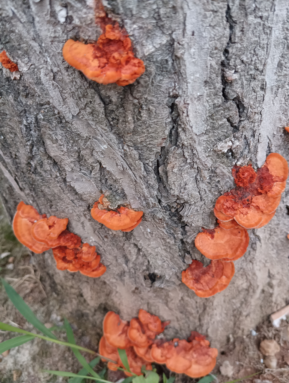 快帮我看看,这树上红色灵芝状的是什么?刚刚在江边散步拍的.