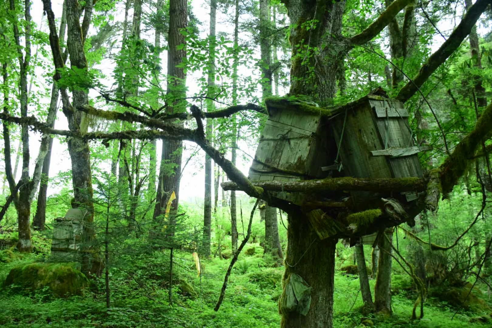 波密卓龙沟 · 树葬