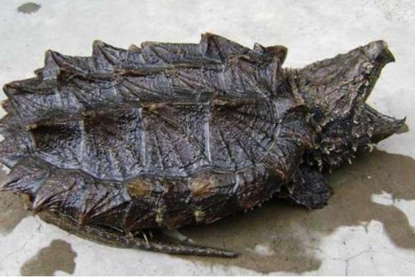 鳄鱼龟养殖技术:根据生长情况及时调整放养密度