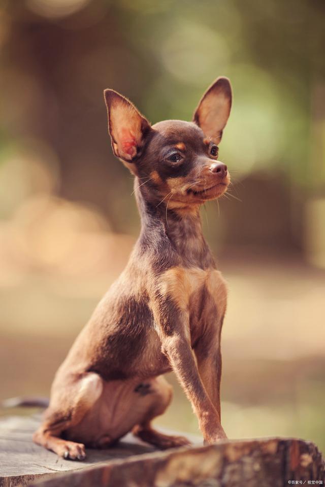 小鹿犬的优点与缺点