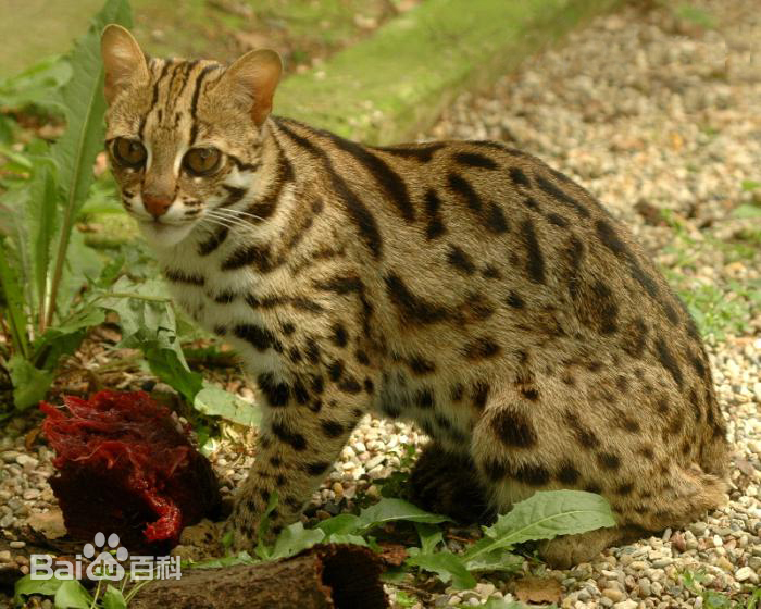 哺乳动物:猫科豹猫