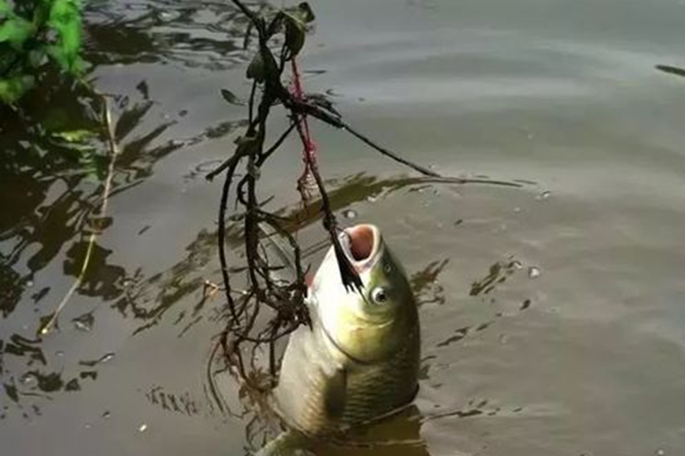 野钓大草鱼,首选矶竿滑漂钓法,可走钓可守钓