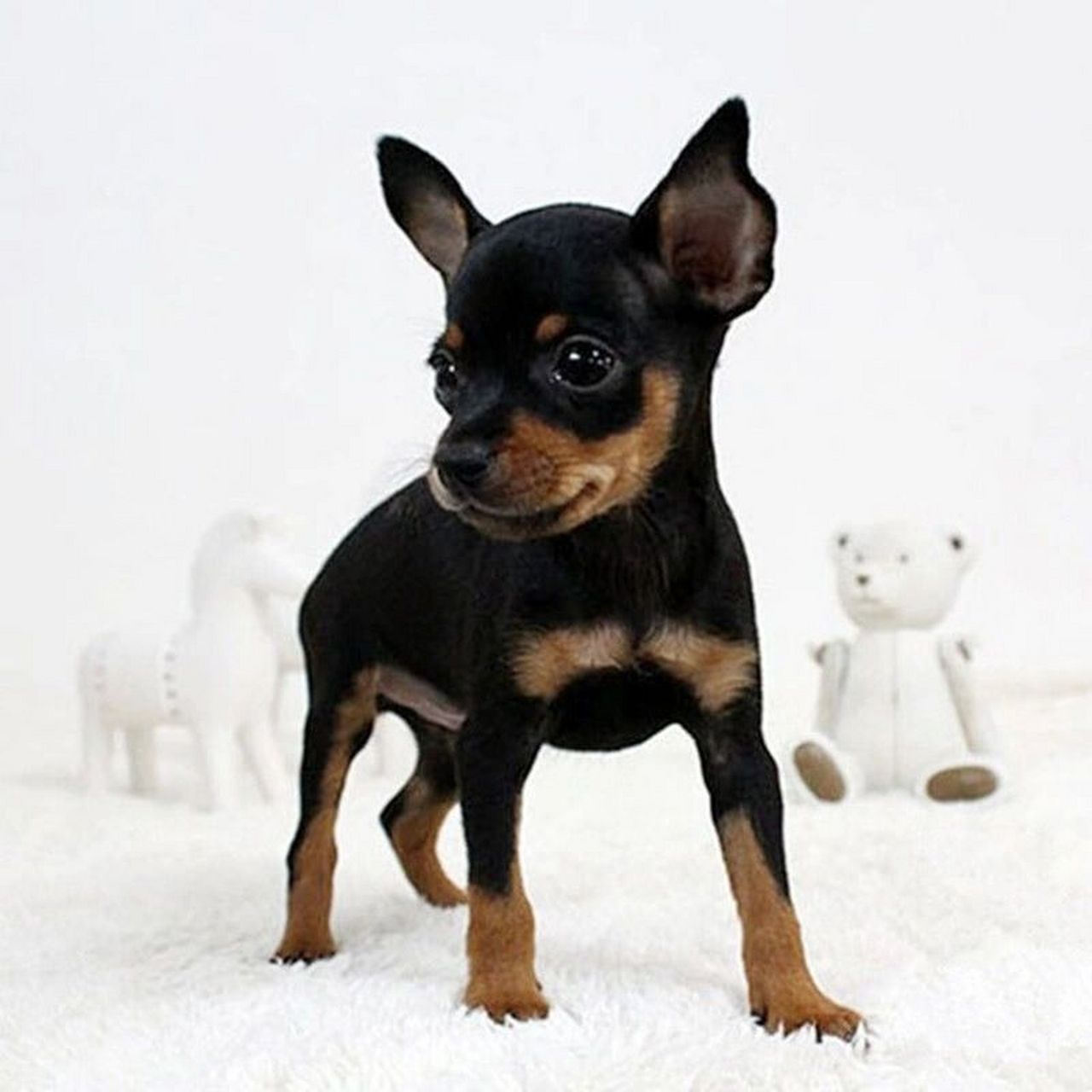 小鹿犬的优点与缺点