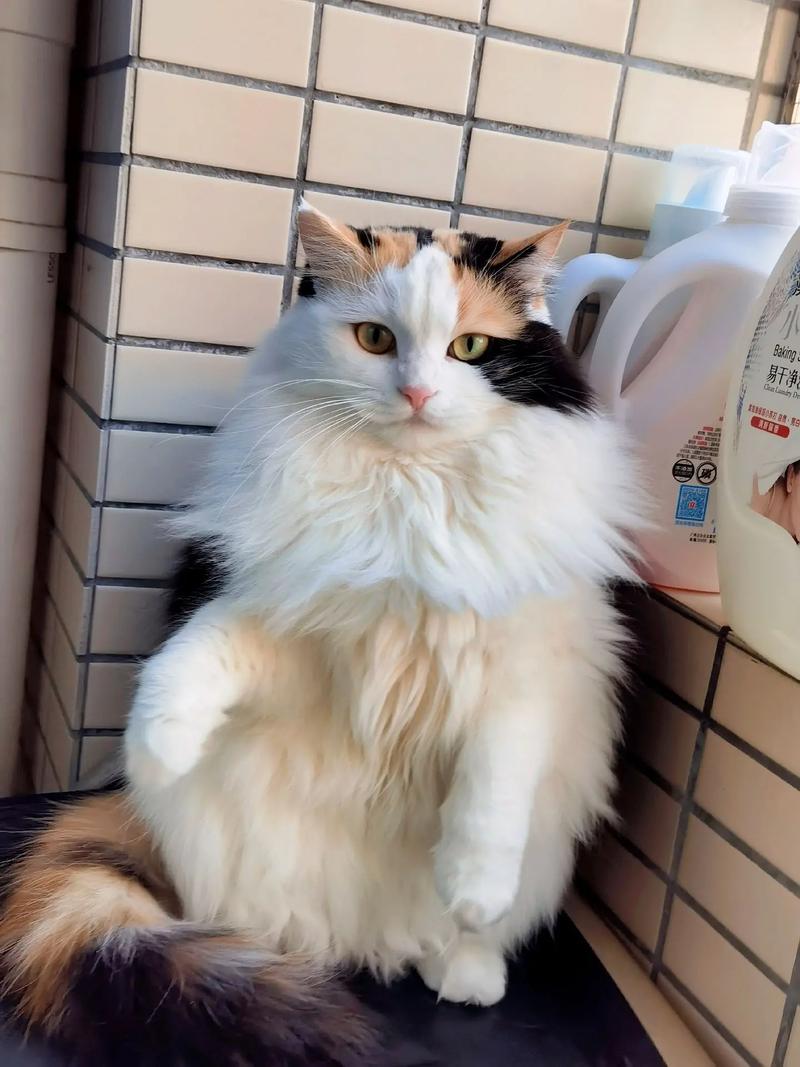 三花猫,一种拥有独特斑纹和迷人魅力的猫咪品种,它们