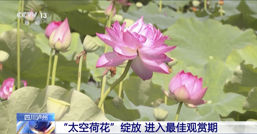 赏荷正当时!"太空荷花"进入最佳观赏期