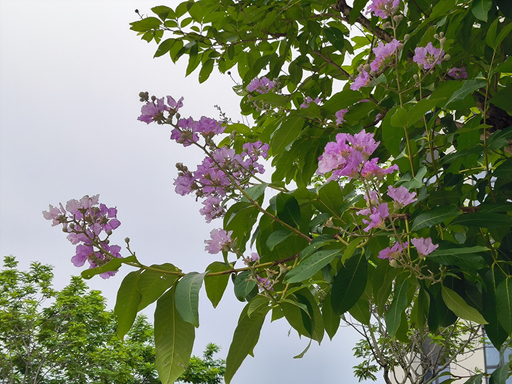 紫薇花/杜牧 晓迎秋露一枝新,不占园中最上春.