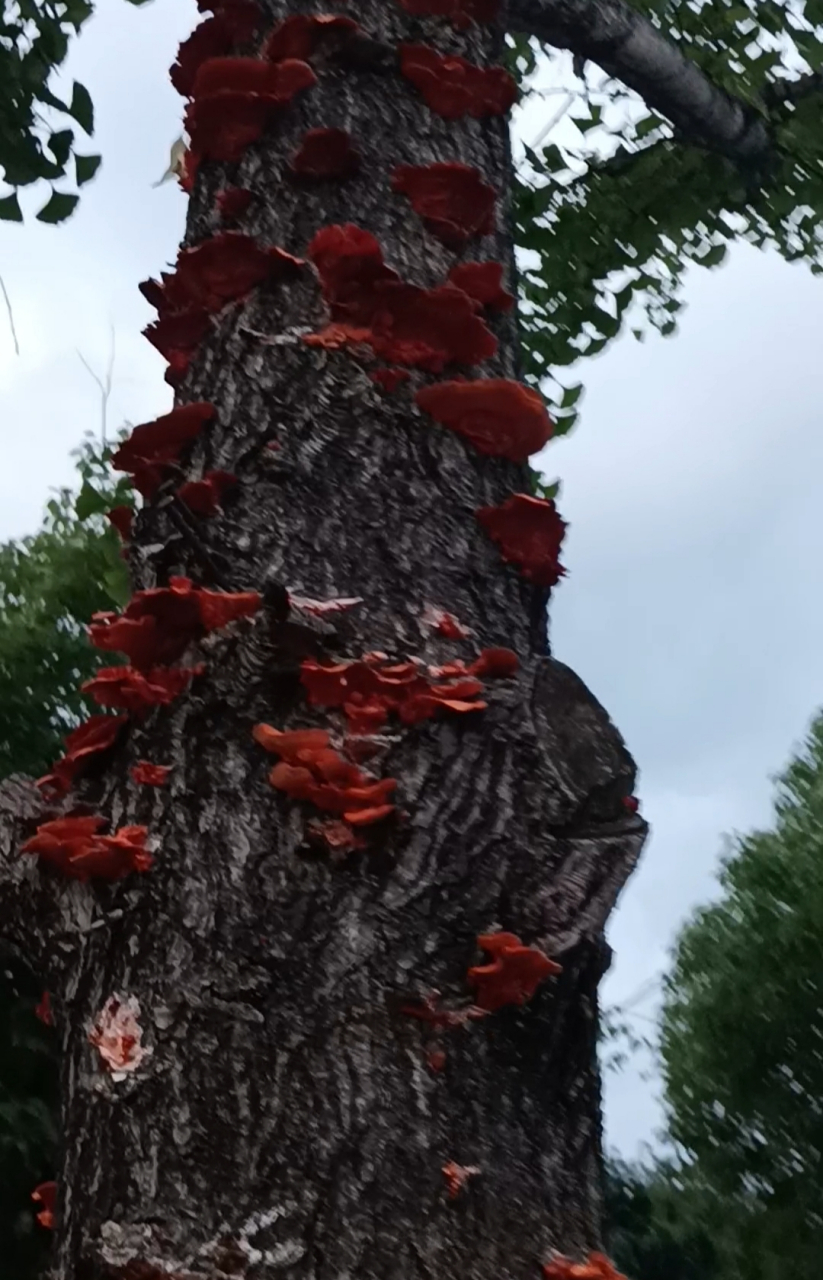 灵芝长在什么树上图片