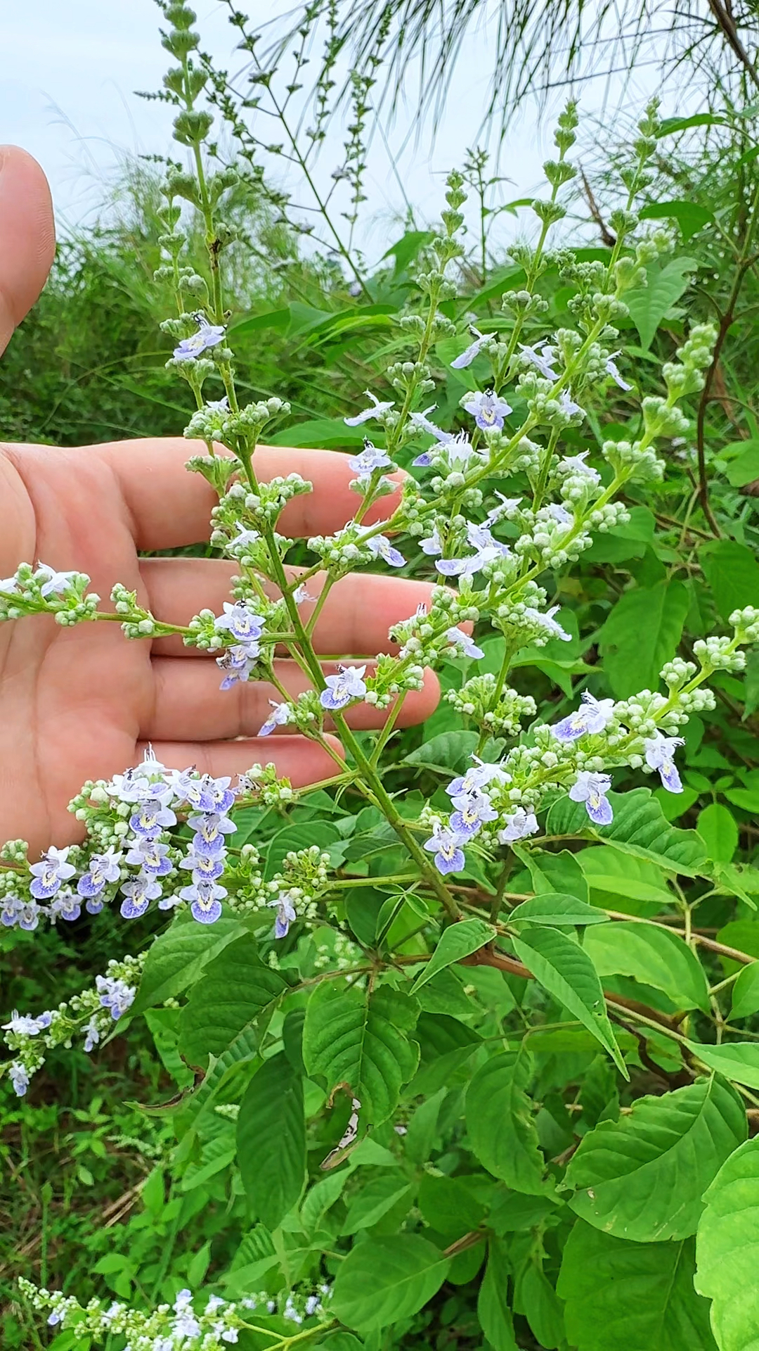 荆花荣茂图片