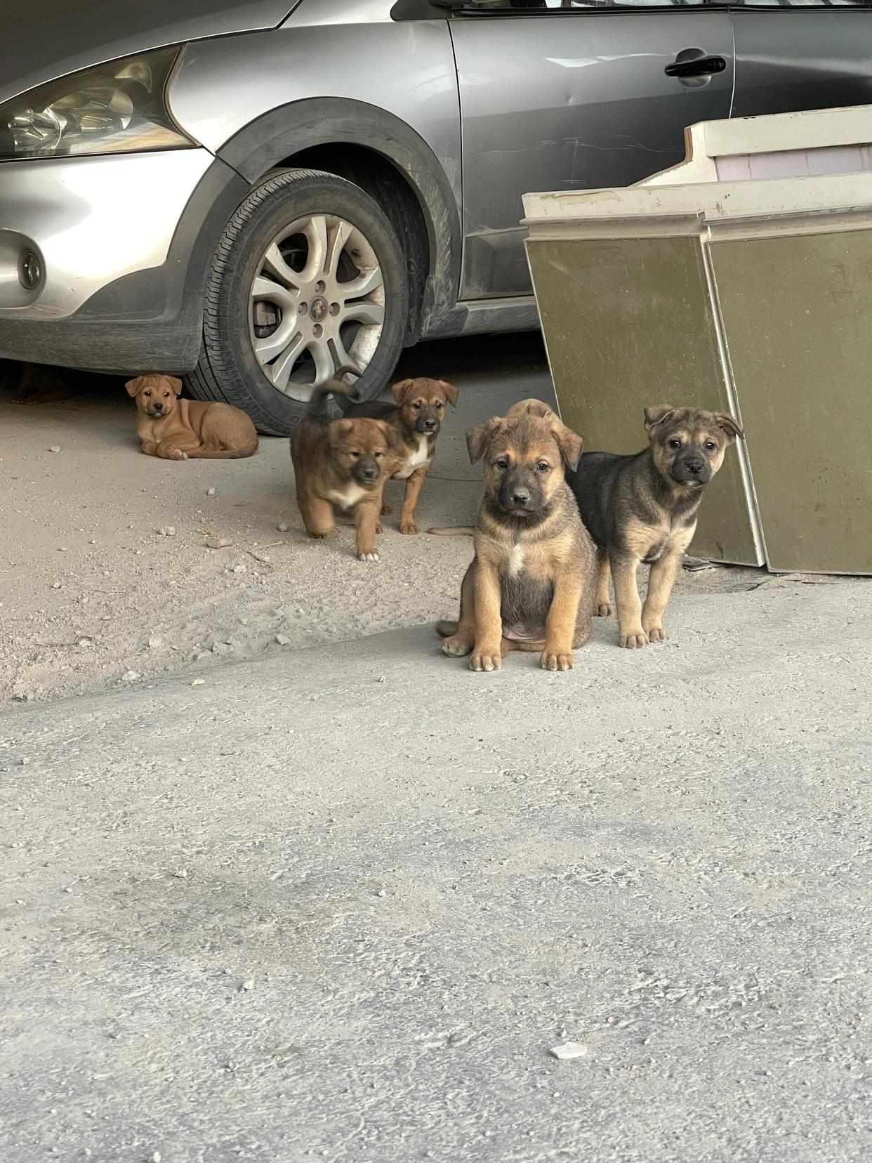 昨天在外面发现六只流浪的小土狗,在想要不要带一只回去养,该领养哪