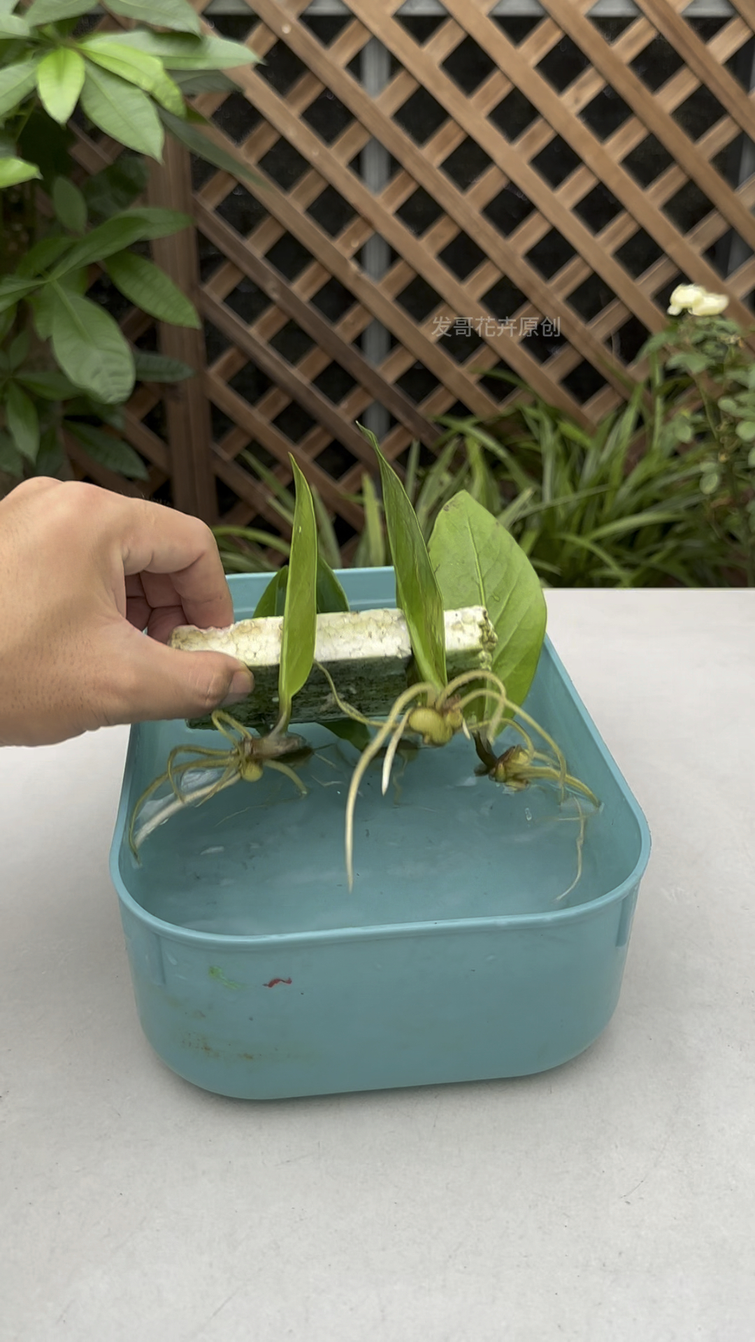 金钱树叶片扦插用这个方法,生根多又壮