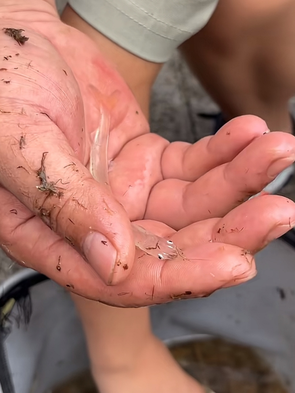 看起来像一块玻璃,全身只有眼睛是黑色的,有人知道这是什么鱼吗?