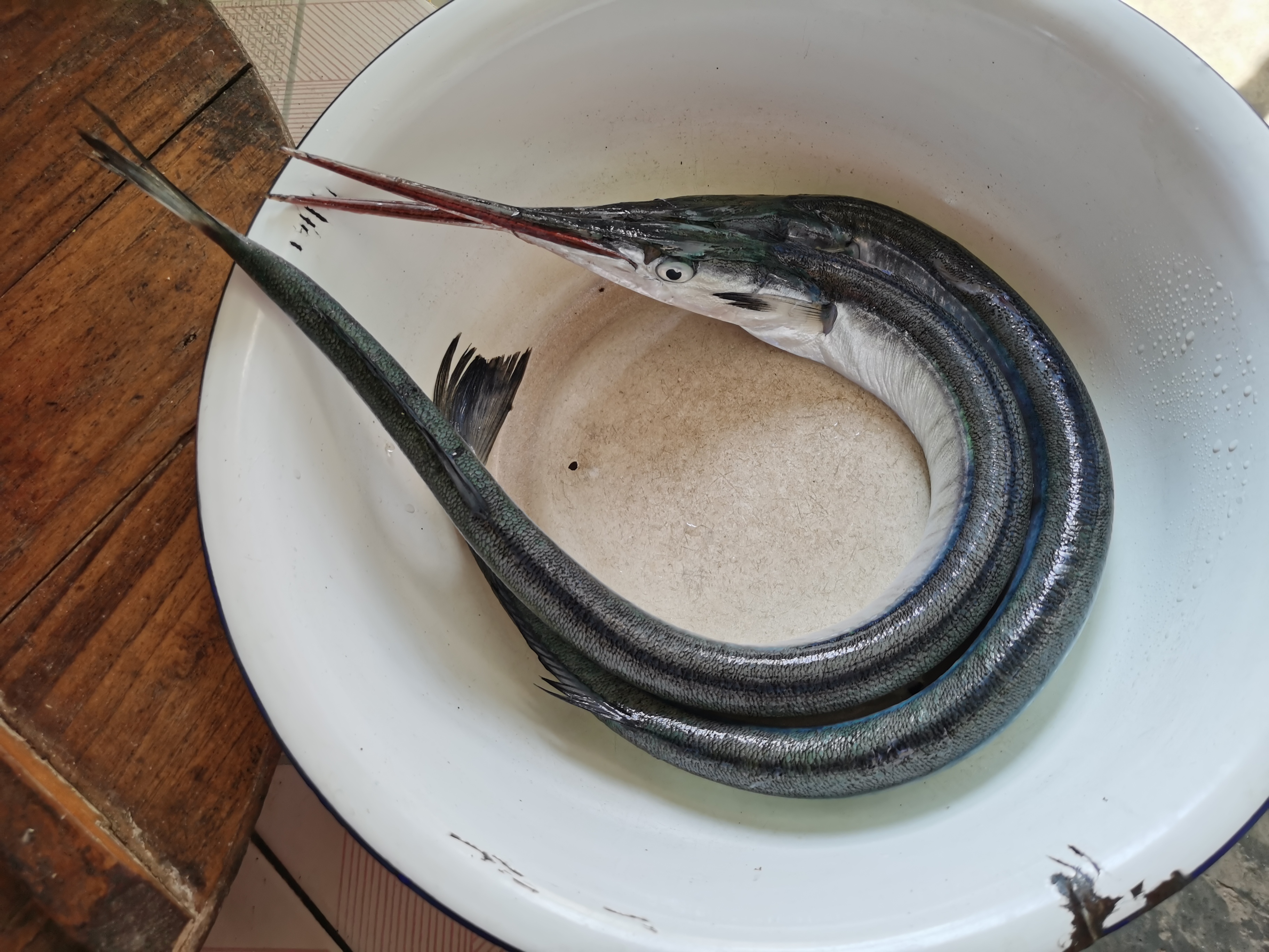 这种鱼,您的老家叫什么?