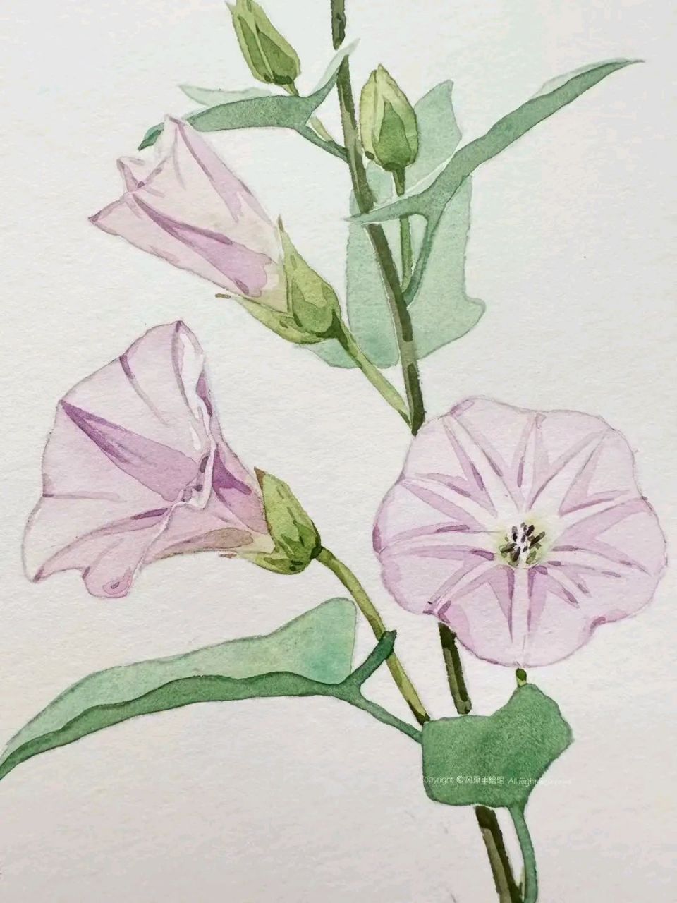 水彩 | 花卉植物作品