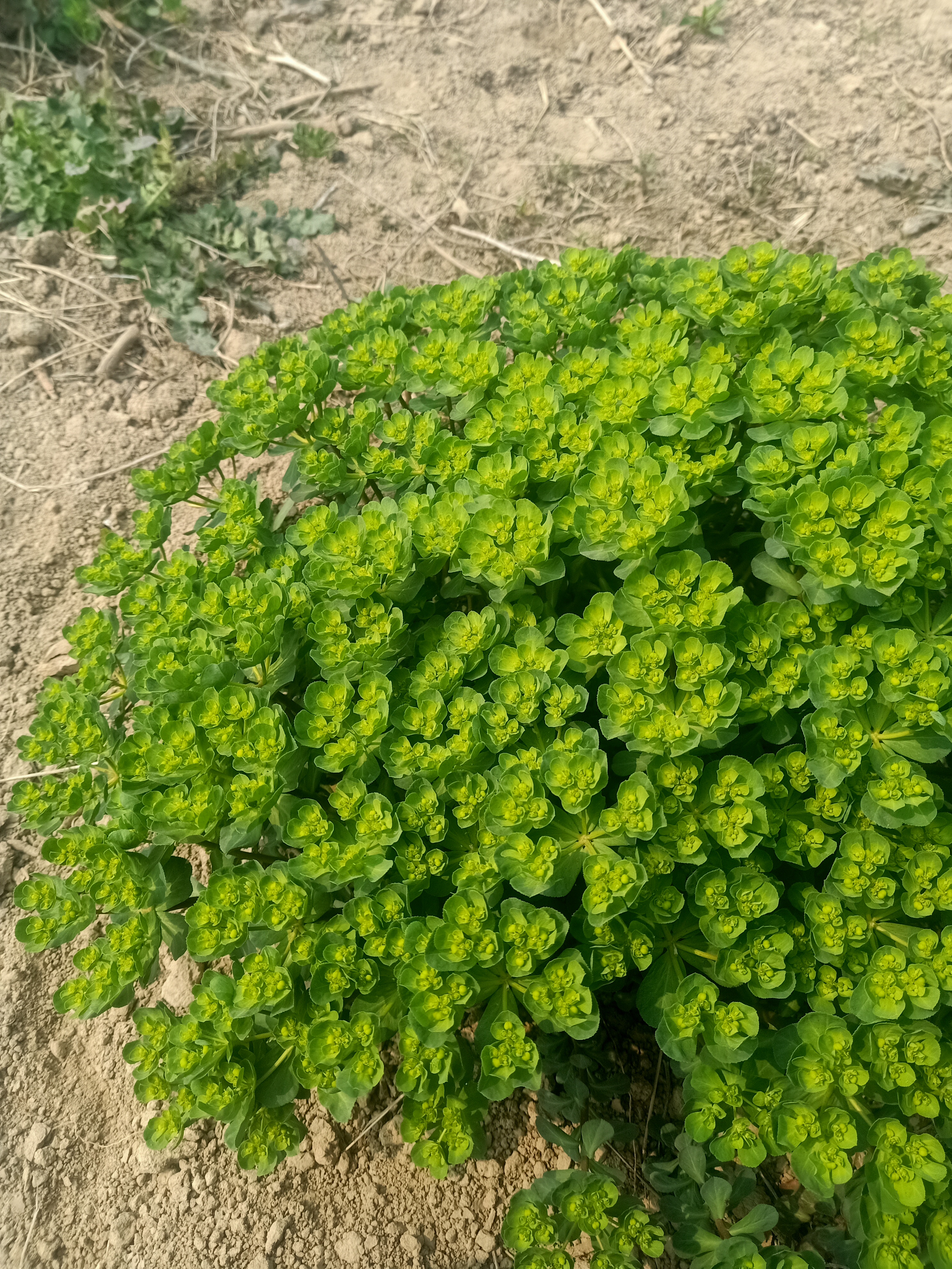 土名叫双眼龙草药图片图片