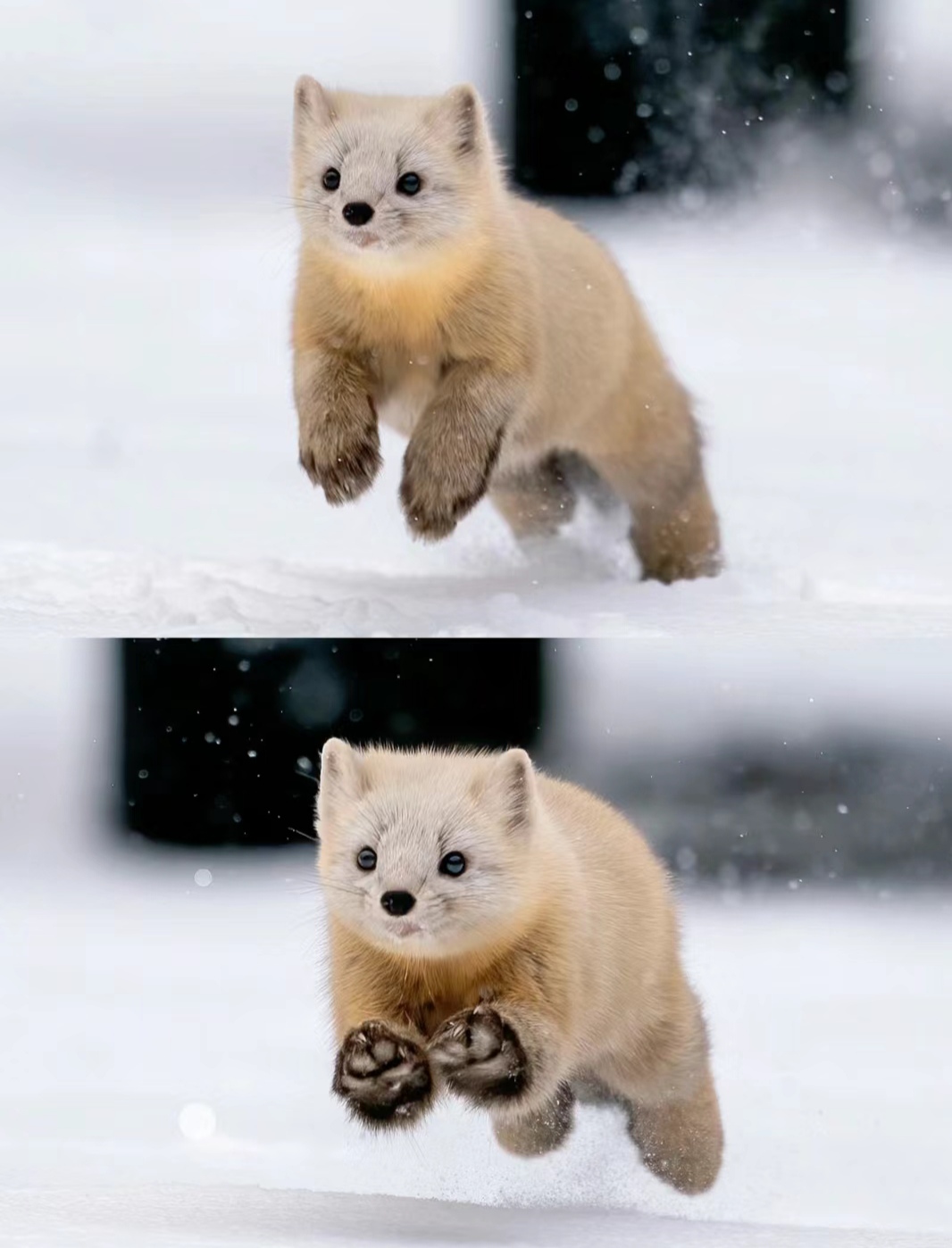 紫貂,是一种体型娇小的食肉动物,其体重一般在 800 克到 1800 克左右