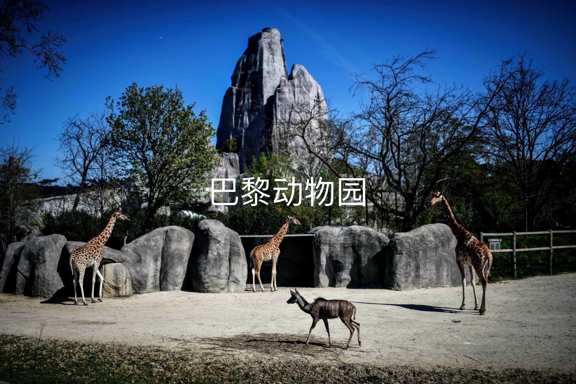 穿越都市绿洲:圣芒代巴黎动物园深度探索指南