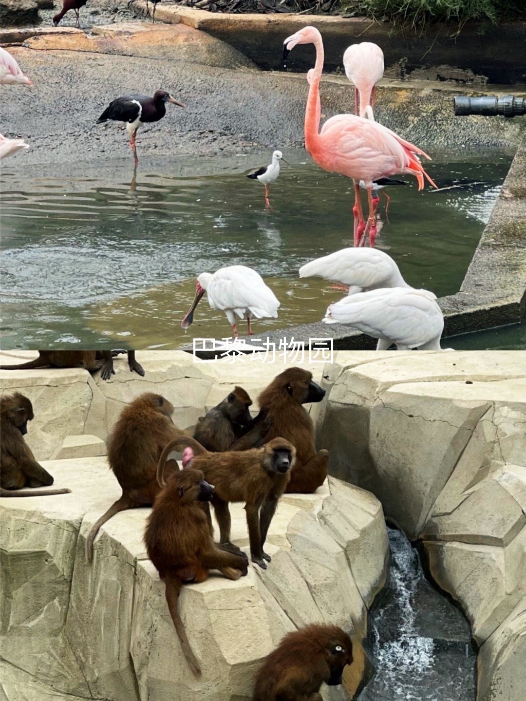 穿越都市绿洲:圣芒代巴黎动物园深度探索指南