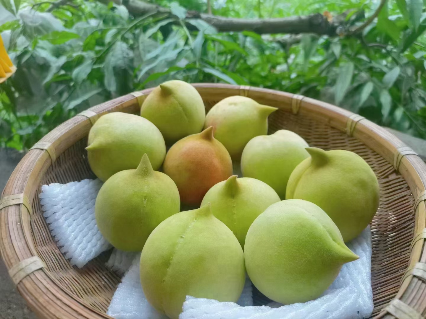 广东河源连平县的鹰嘴蜜桃,又名鹰嘴桃或上坪水蜜桃,是该县特色水果之