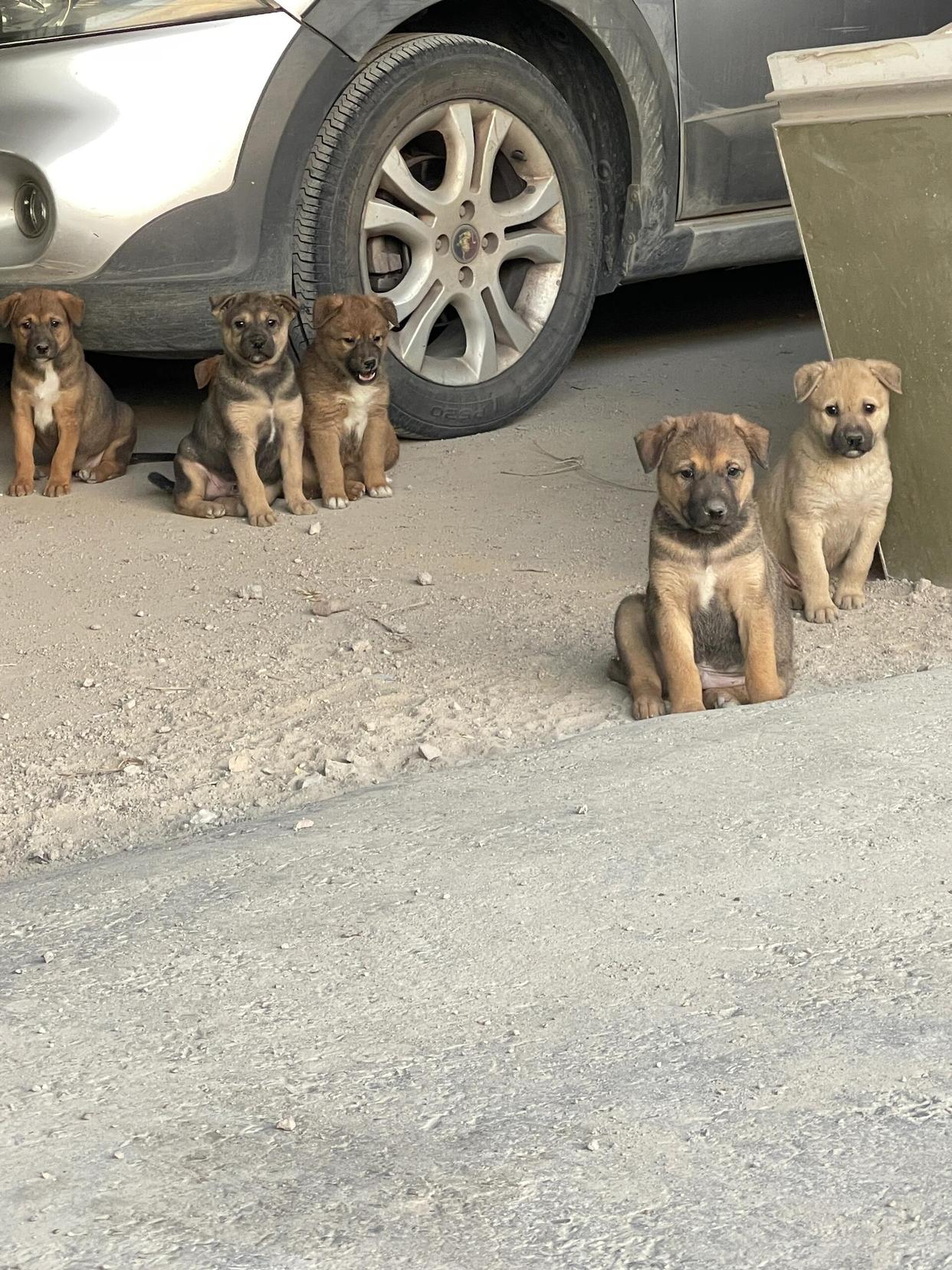 昨天在外面发现六只流浪的小土狗,在想要不要带一只回去养,该领养哪