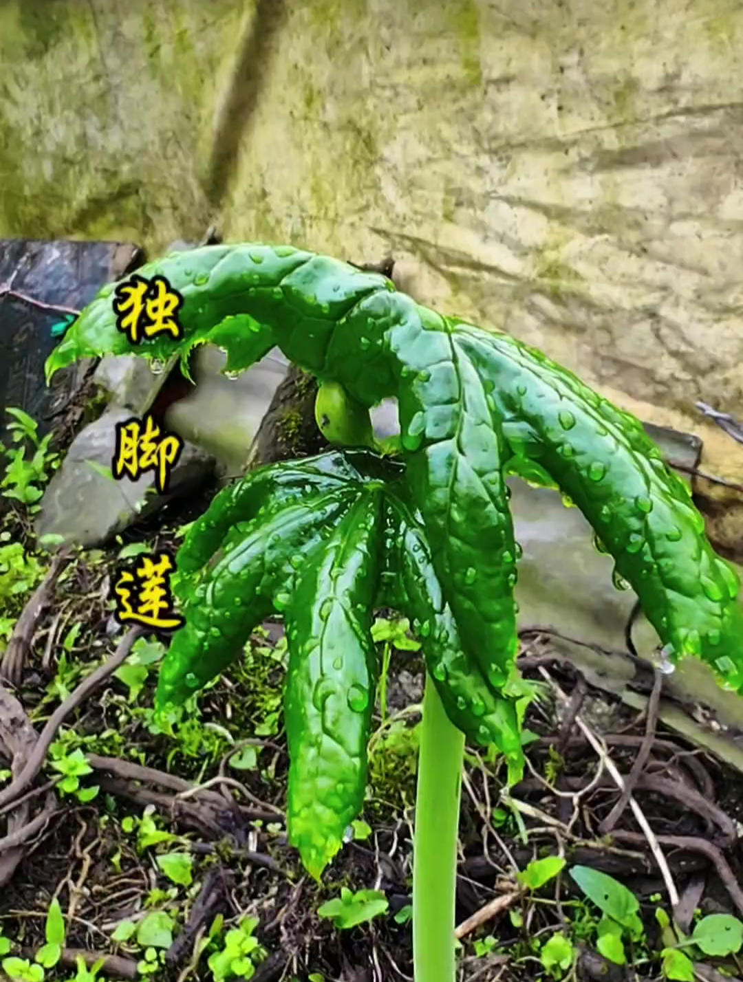 非常名贵非常稀少的中草药,独角莲