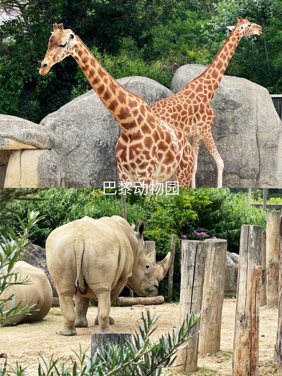 穿越都市绿洲:圣芒代巴黎动物园深度探索指南