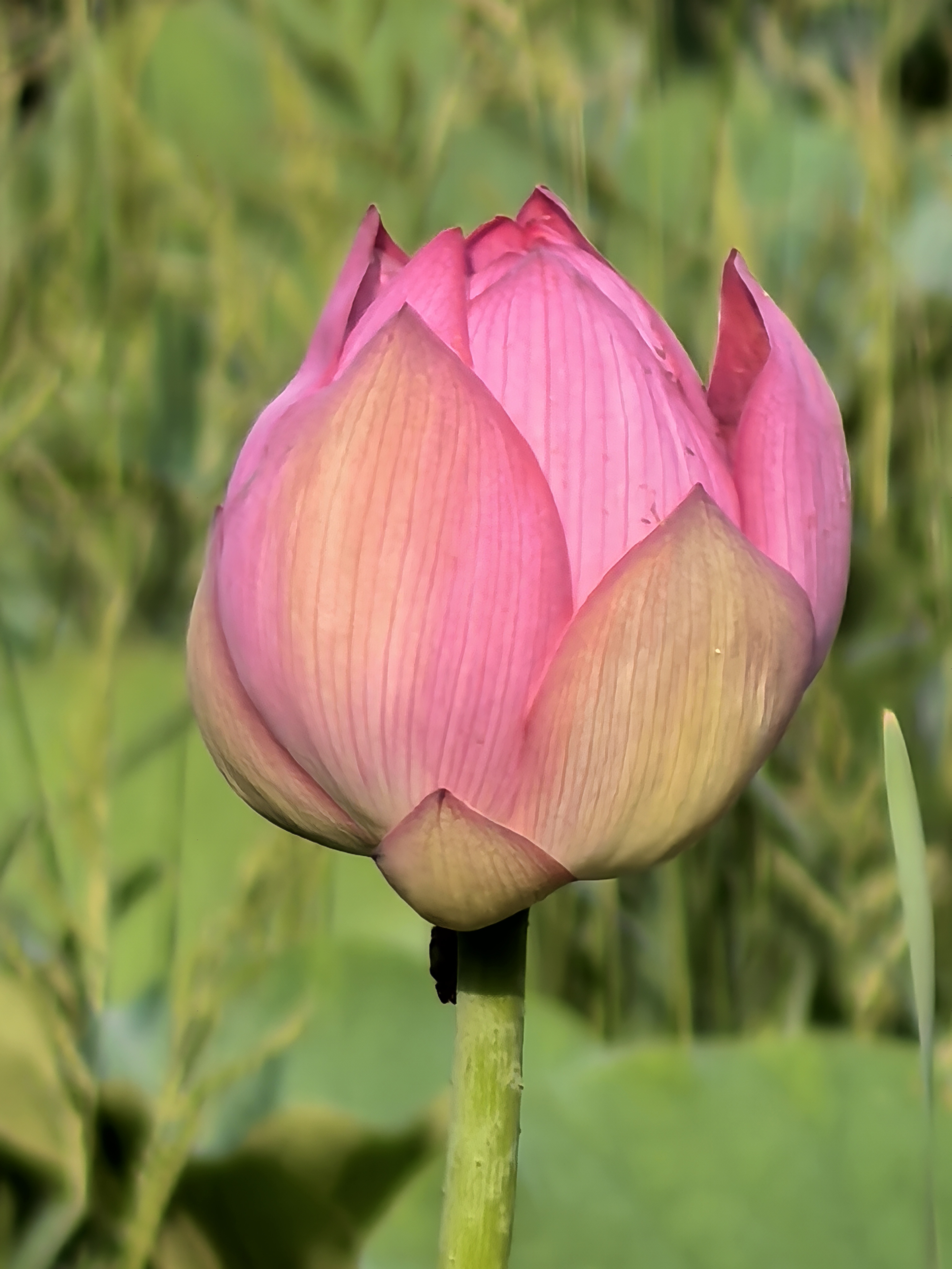 东营植物园含苞待放的荷花,宛如萌童静静绽放.这是属于六月的风景.
