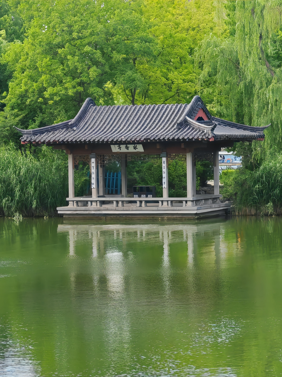 这是我第二次来到济南的大明湖,风景依旧,心境依旧.  第一次来是在三