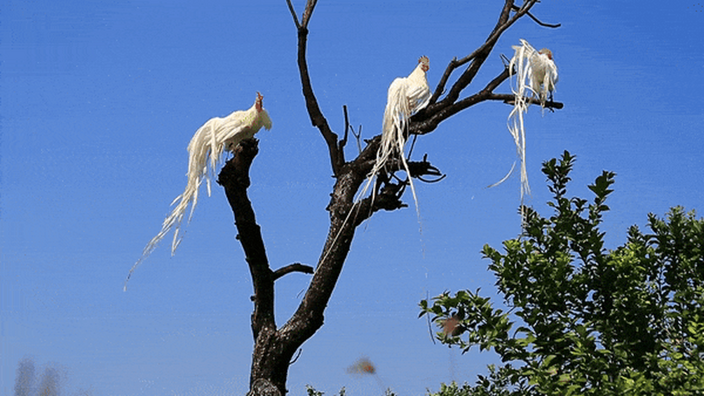 如果将长尾鸡放在四层楼房的阳台上,它的尾羽可以一直延伸到地面,几乎