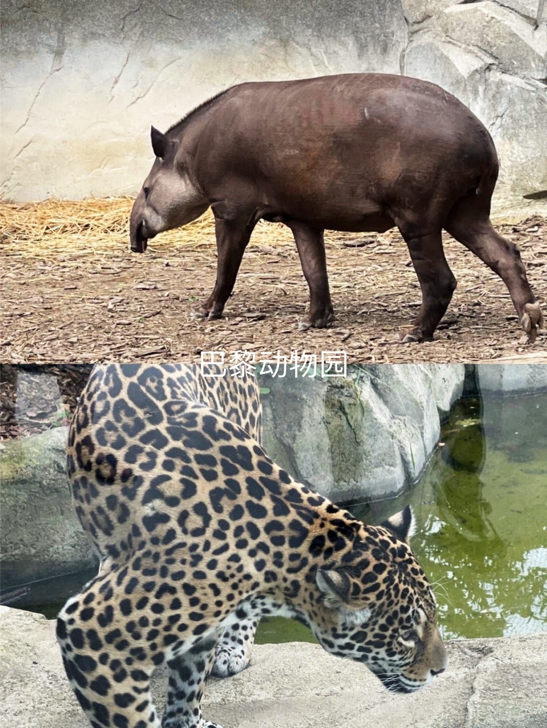 穿越都市绿洲:圣芒代巴黎动物园深度探索指南