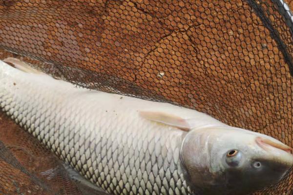 鲮鱼简介:是常见的淡水鱼类