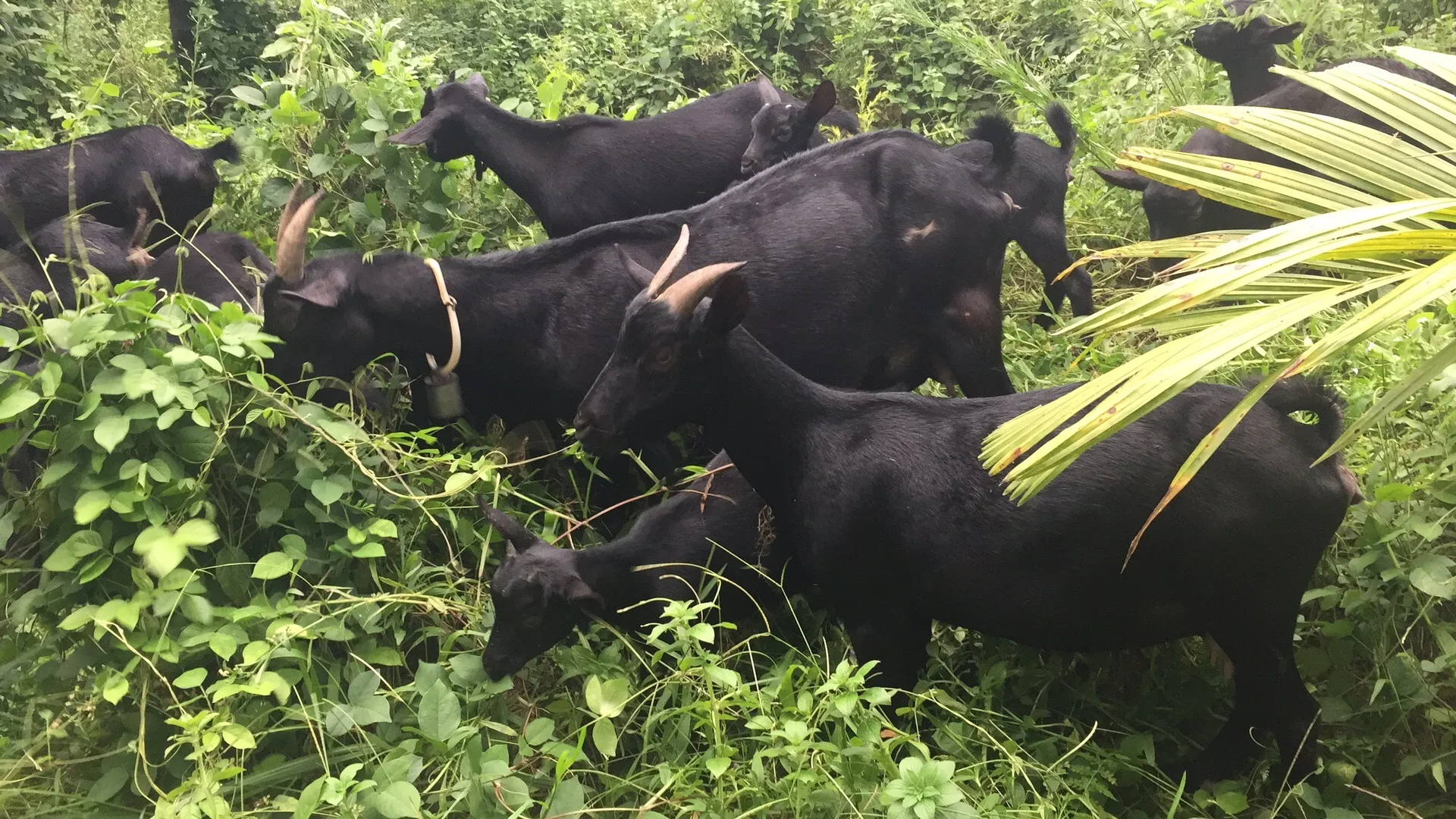 难道成精?科学解释