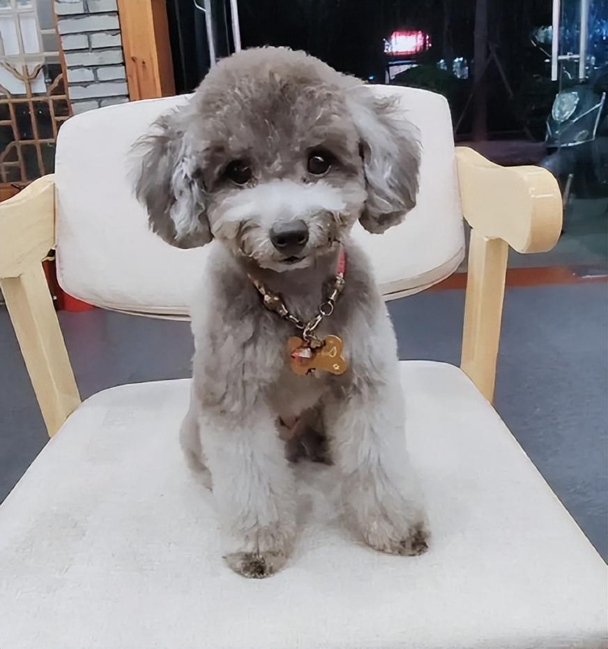 揭秘幻影灰泰迪:奢华与可爱的完美结合