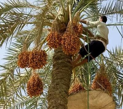 椰枣,这个名字在阿拉伯的沙漠里,不仅仅是一种果实,更是一种生活的