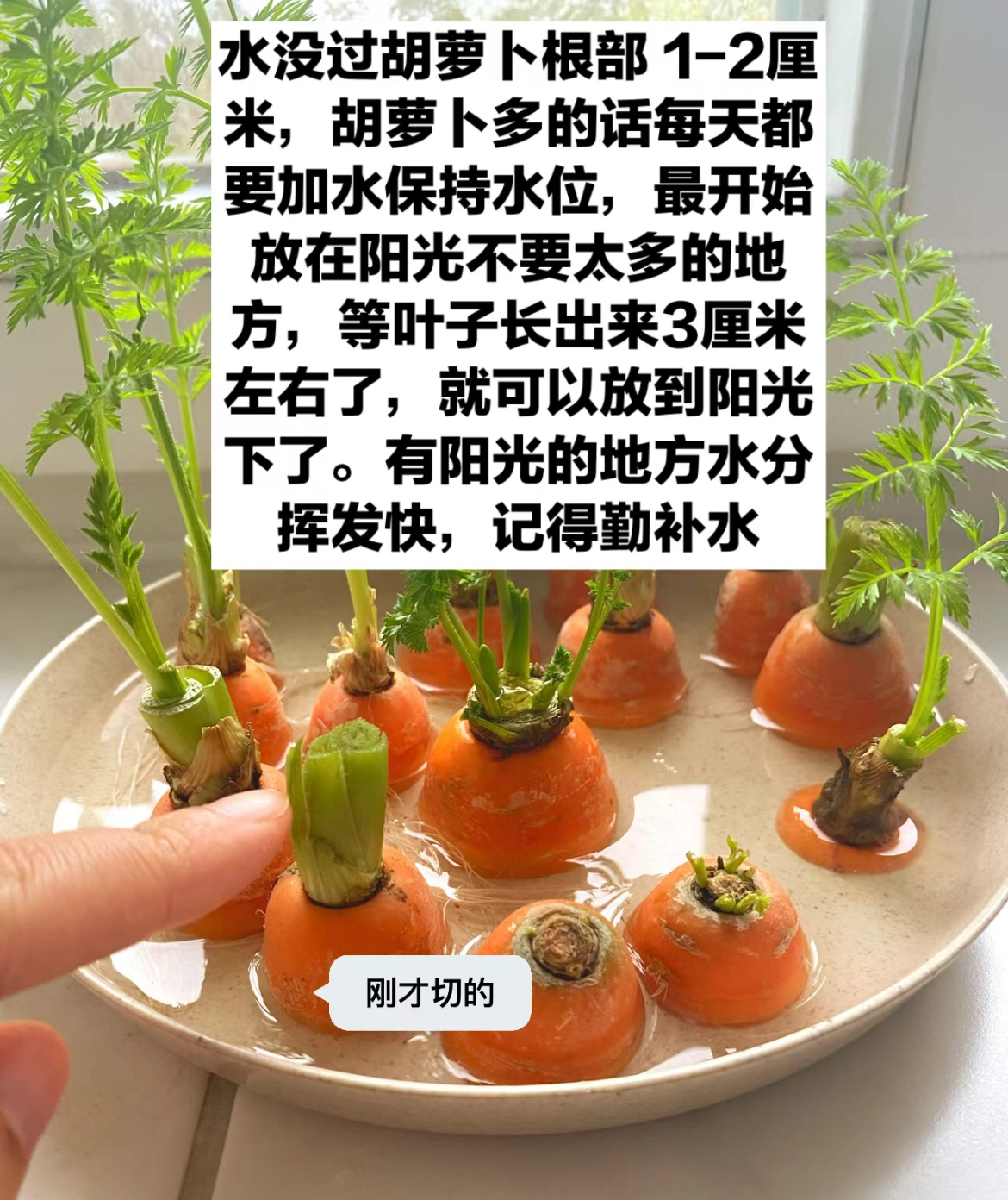 网友的水培蔬菜火了