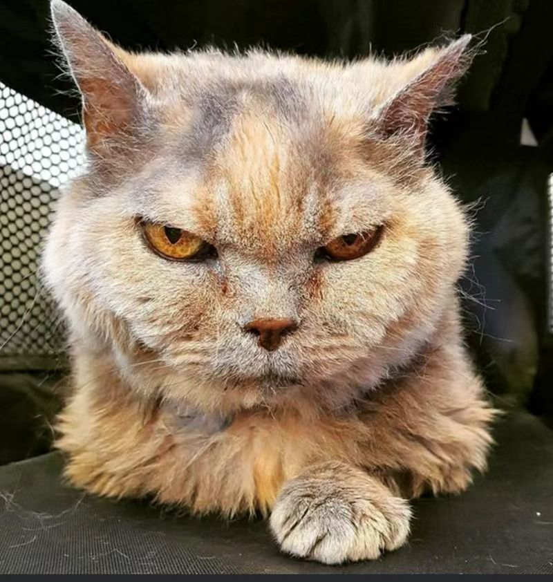 猫猫什么情况下才会露出这样的眼神?怒目而视,对拍照的人不满吗?