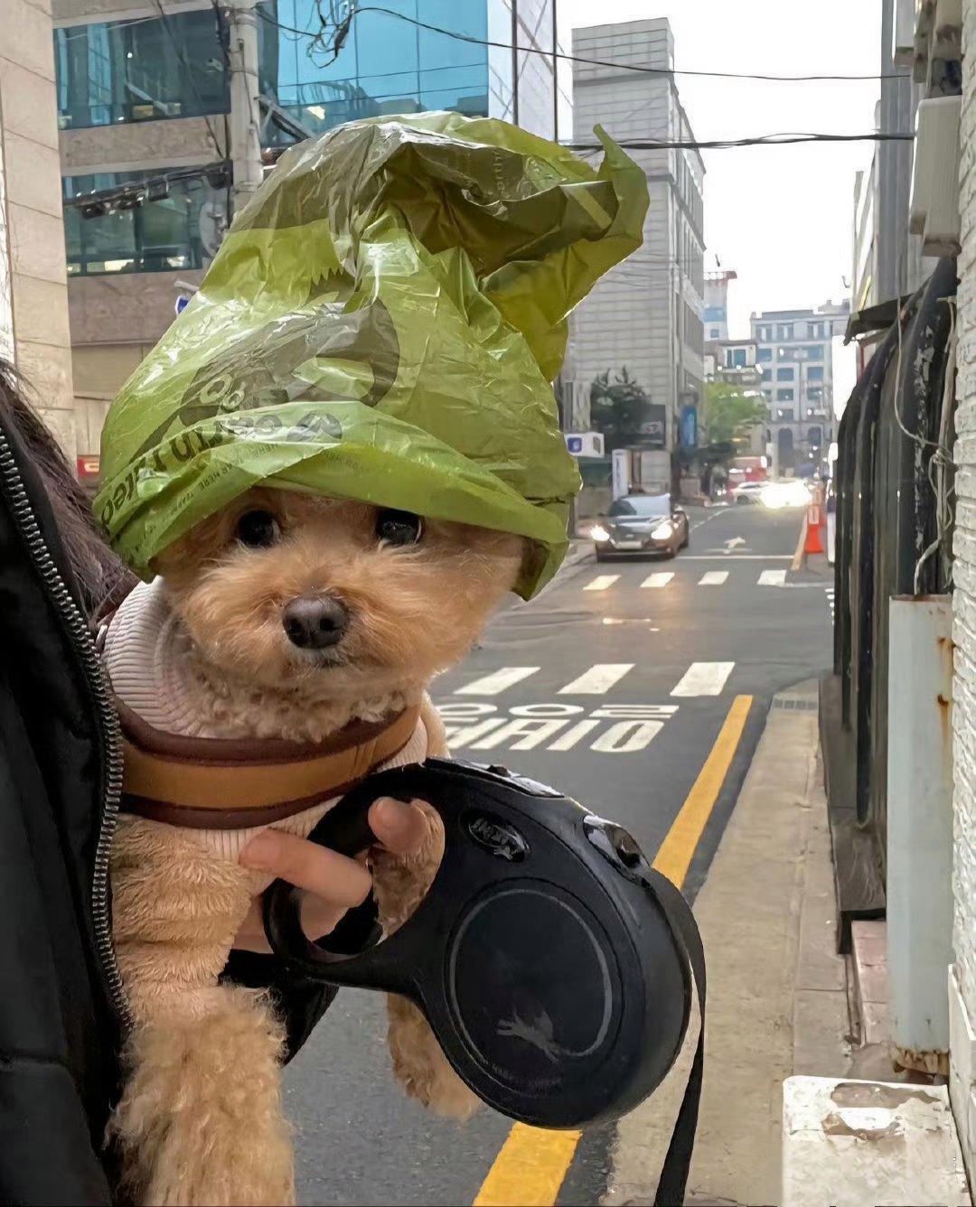 老婆带着狗狗出去遛弯外面的风挺大狗狗又没戴帽