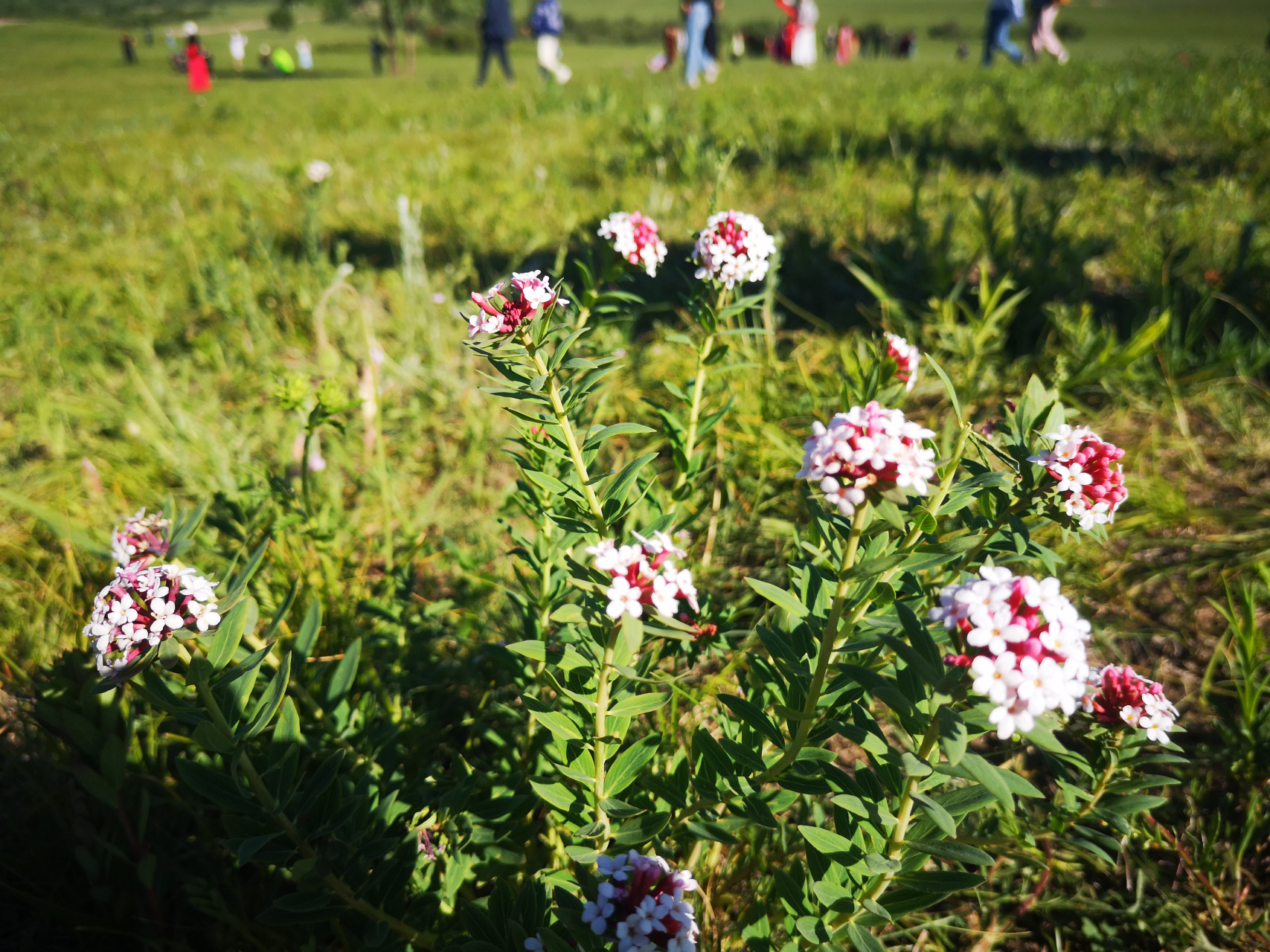 草原之花:狼毒花