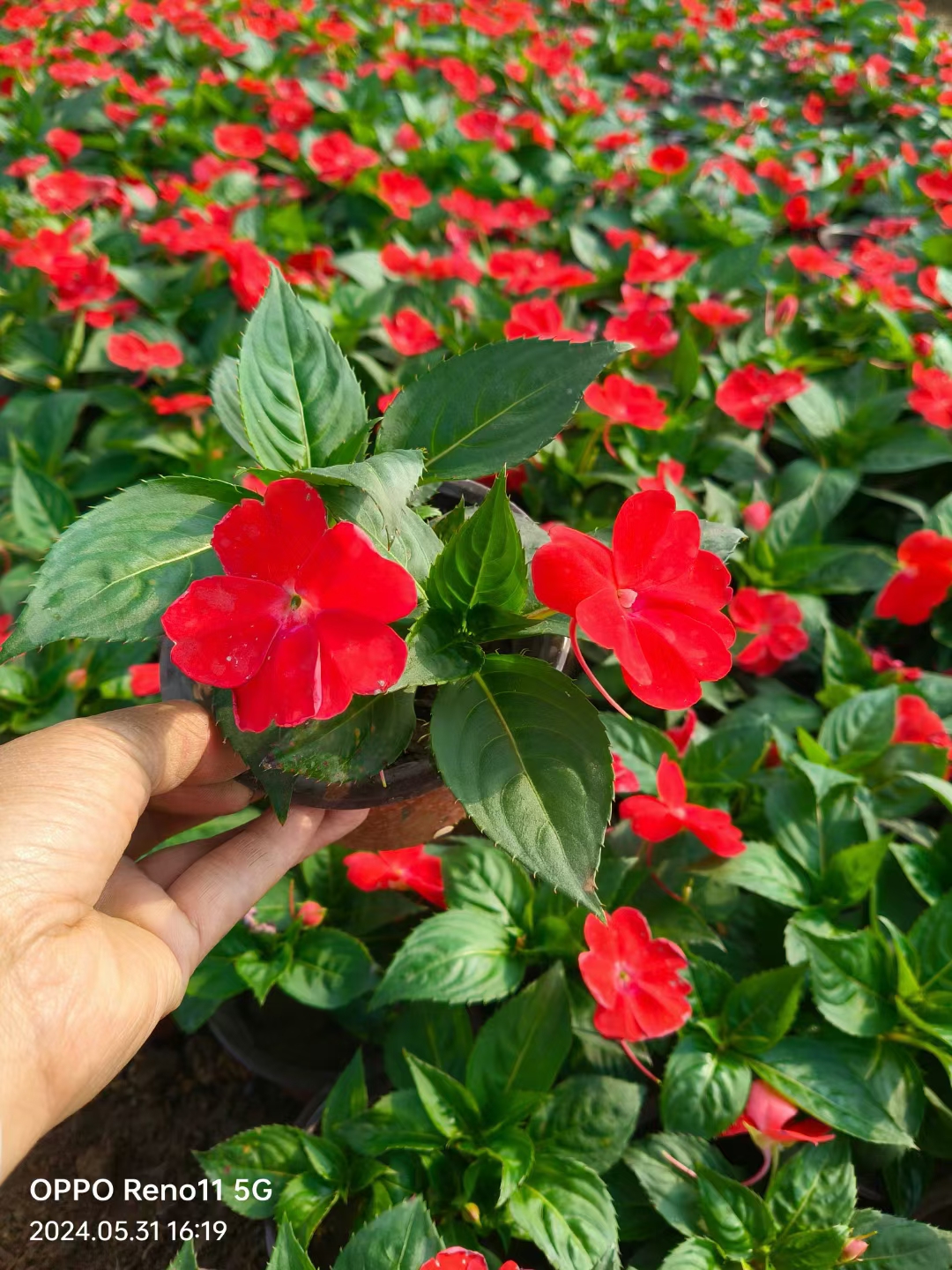 凤仙花的大小图片