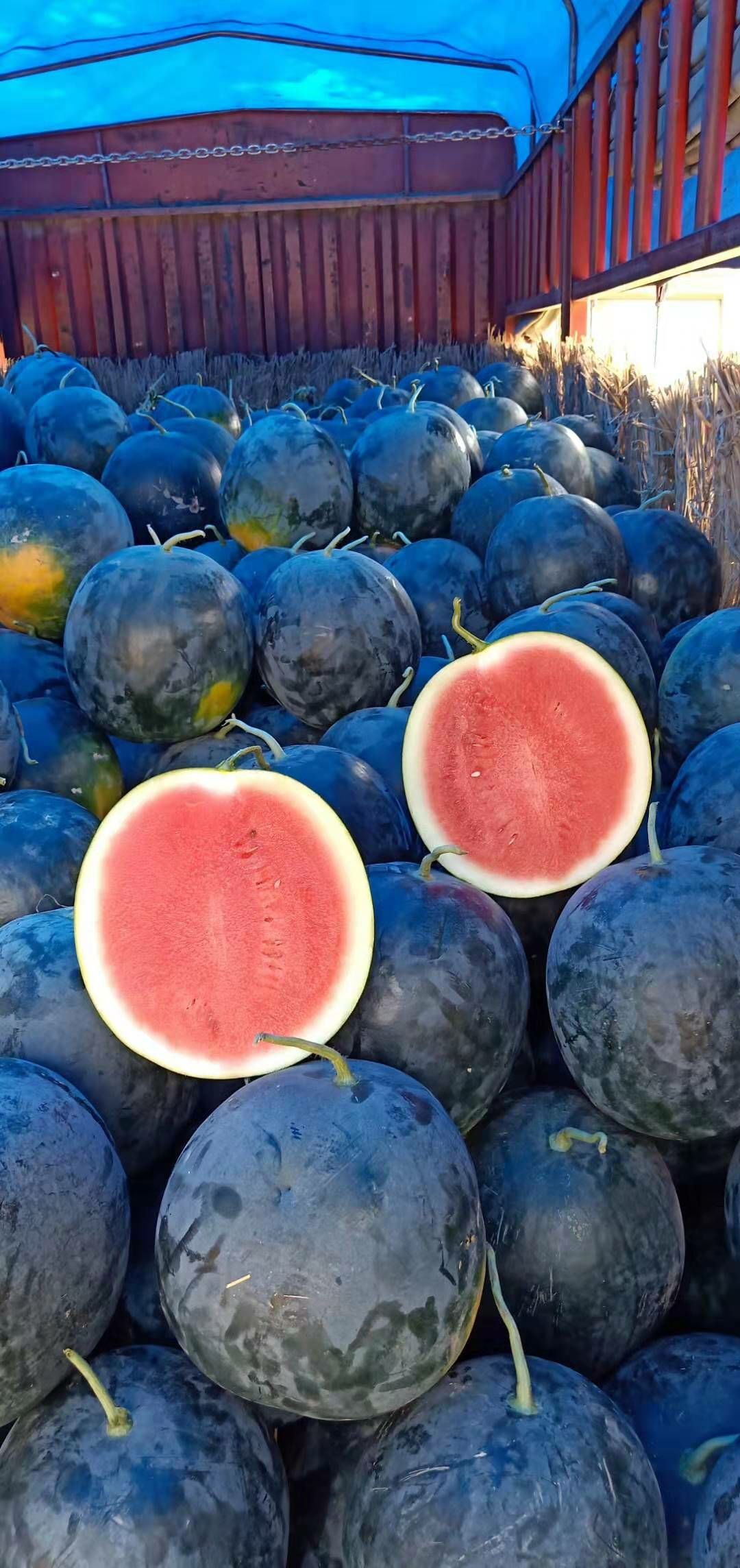 是什么颜色黑美人西瓜绿皮无籽西瓜黑皮无籽西瓜装车开封无籽瓜图片黑