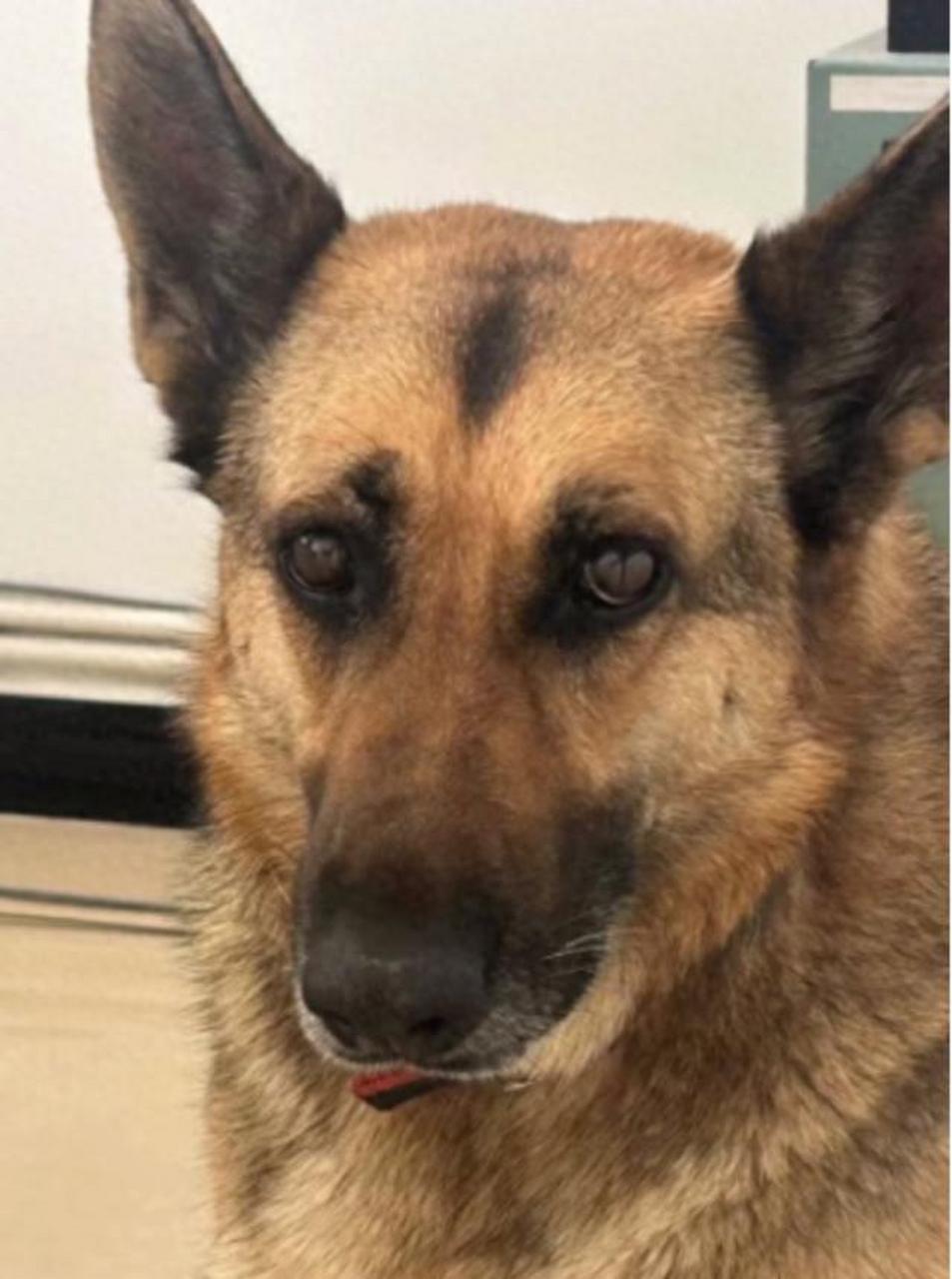 云南瑞丽特警大队的警犬,是德国牧羊犬名叫腊门.