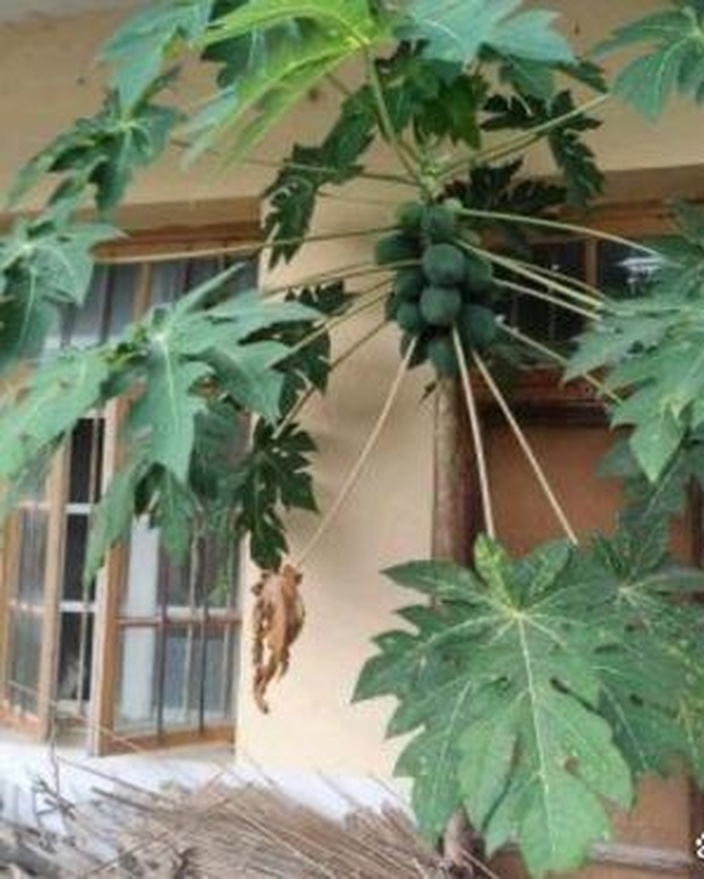 看这户人家好几年都不回来,现在门口上都长了一棵木瓜树了,树上还结满