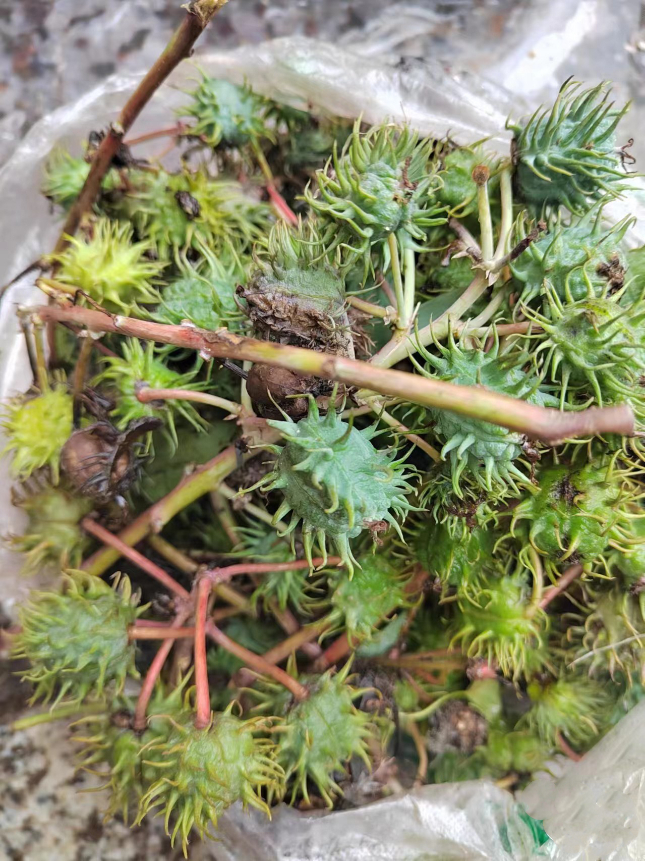 大家都认识这个是什么东西吗,小时候常见的,哪里都有