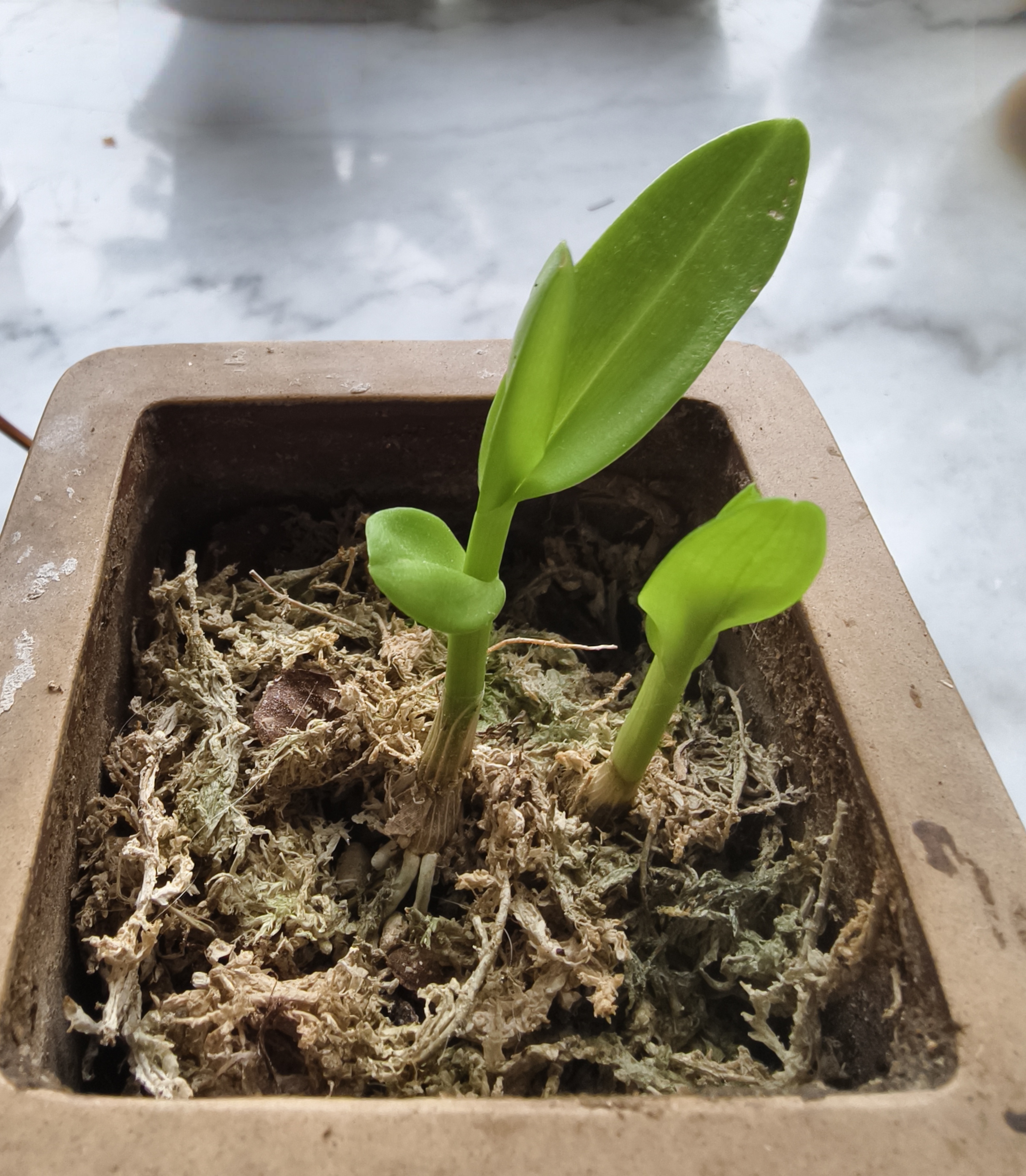 春石斛高芽种植记录:5月28日,从花友竹林家石斛老枝上,现下的春石斛高