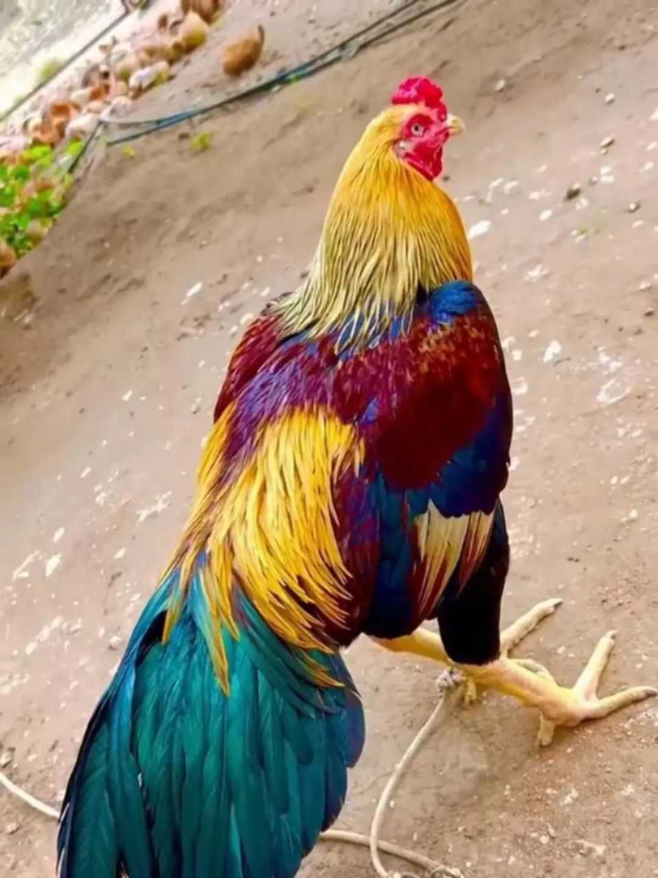 这只美丽的大公鸡羽毛是天生的还是染的?