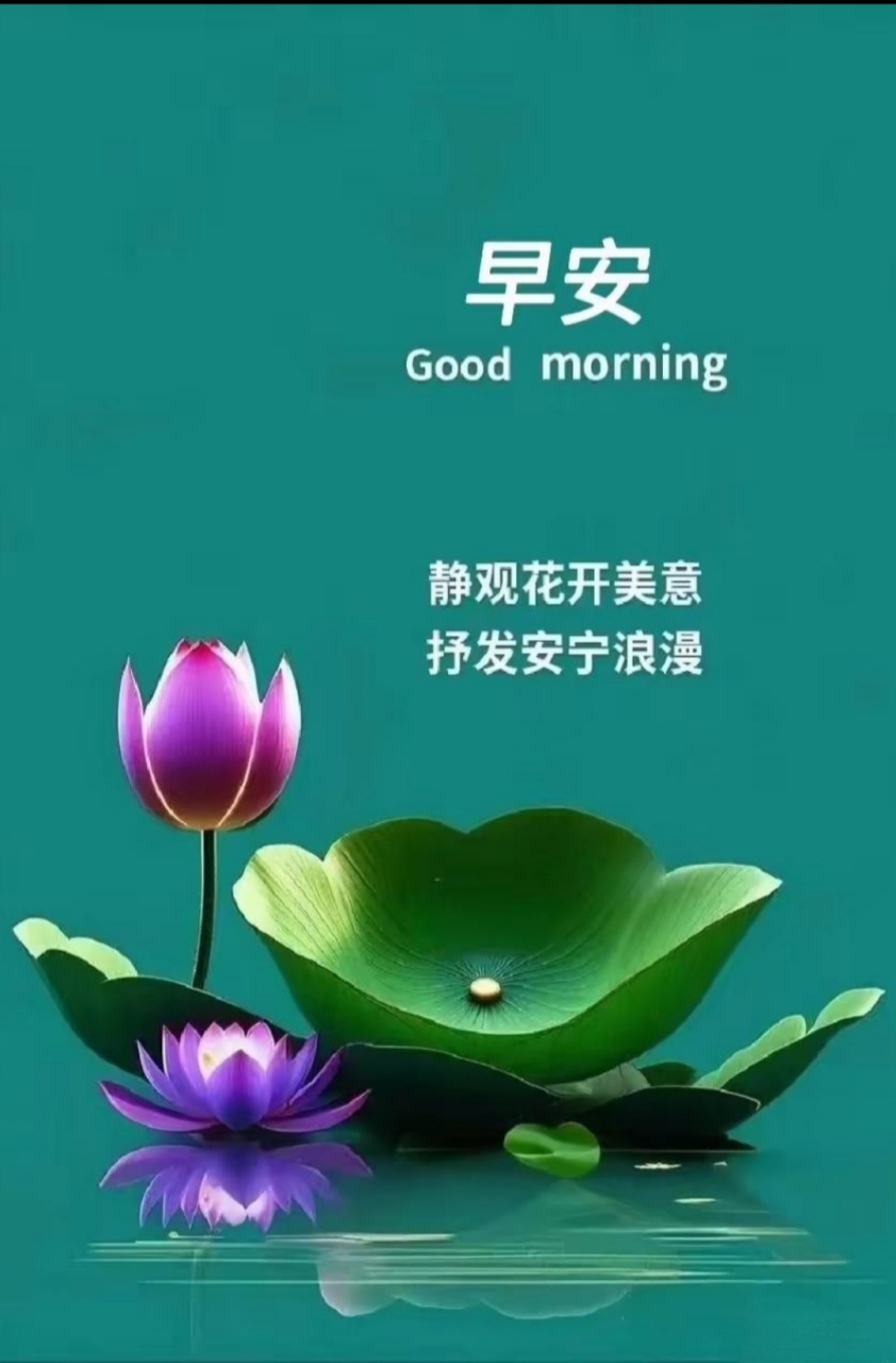 今日早安#  莲花早安图片,祝您好运连连!