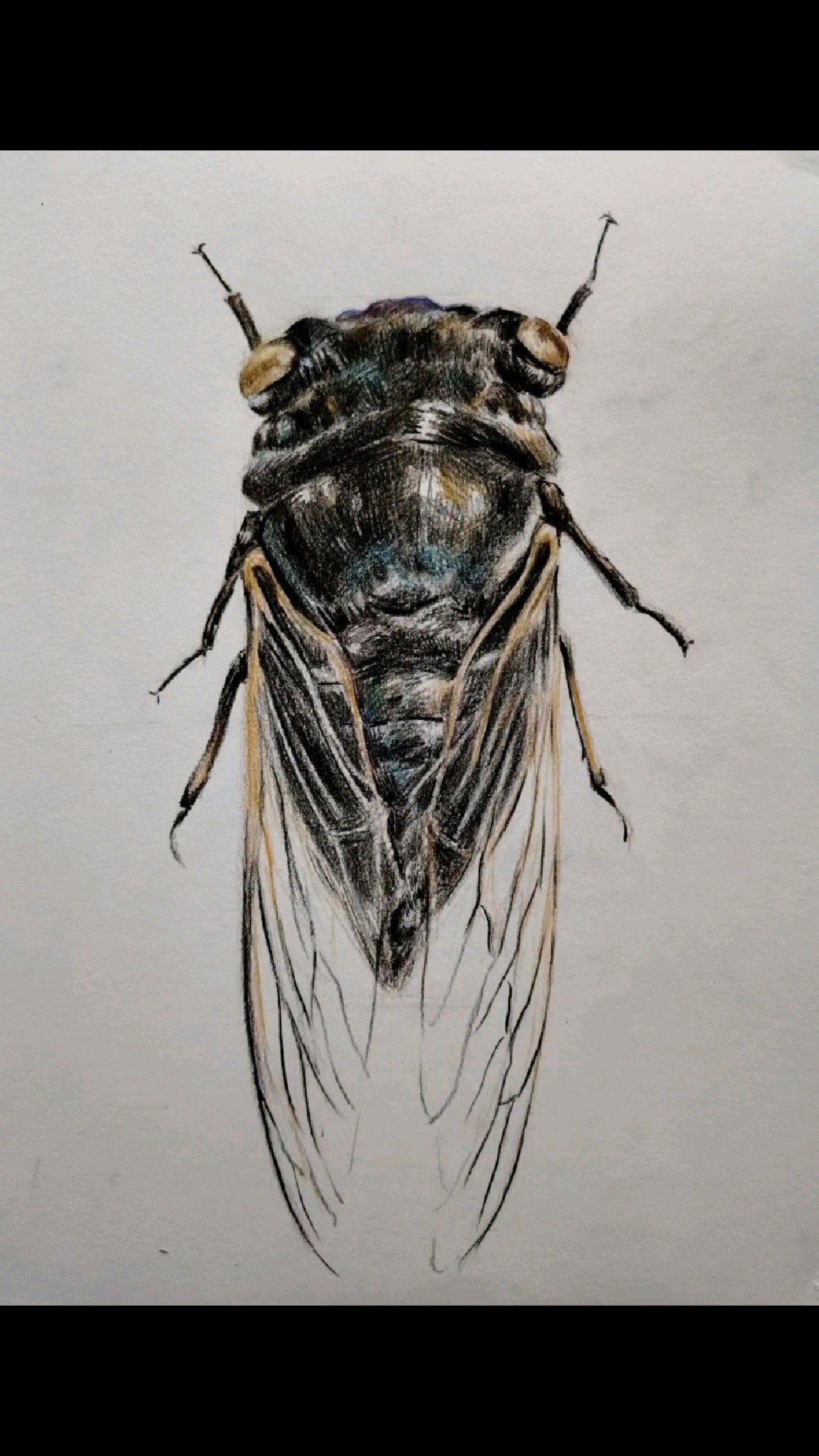 画个知了,夏天就到啦